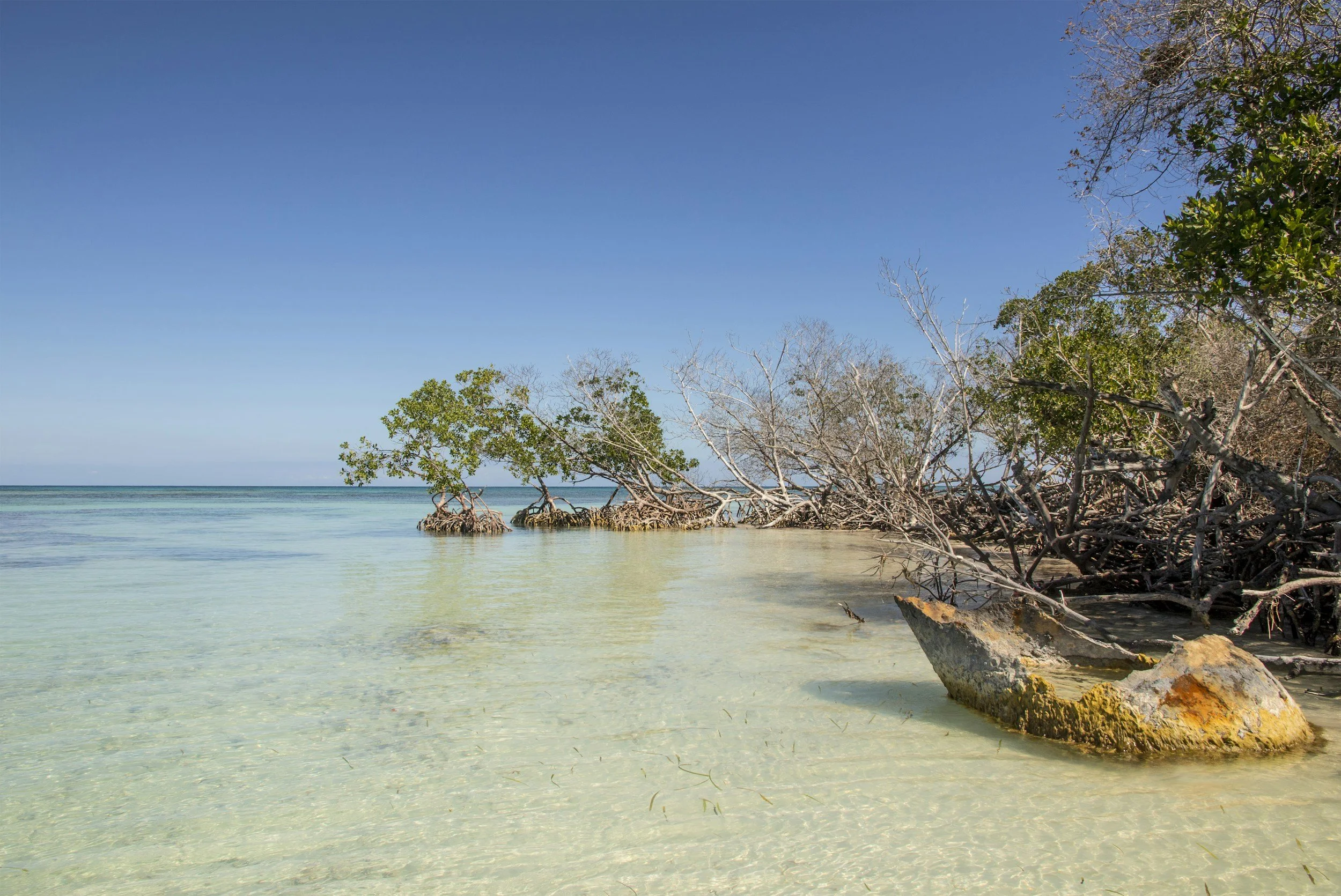 Calm ocean water with a sandy beach, mangrove trees, and a clear blue sky.