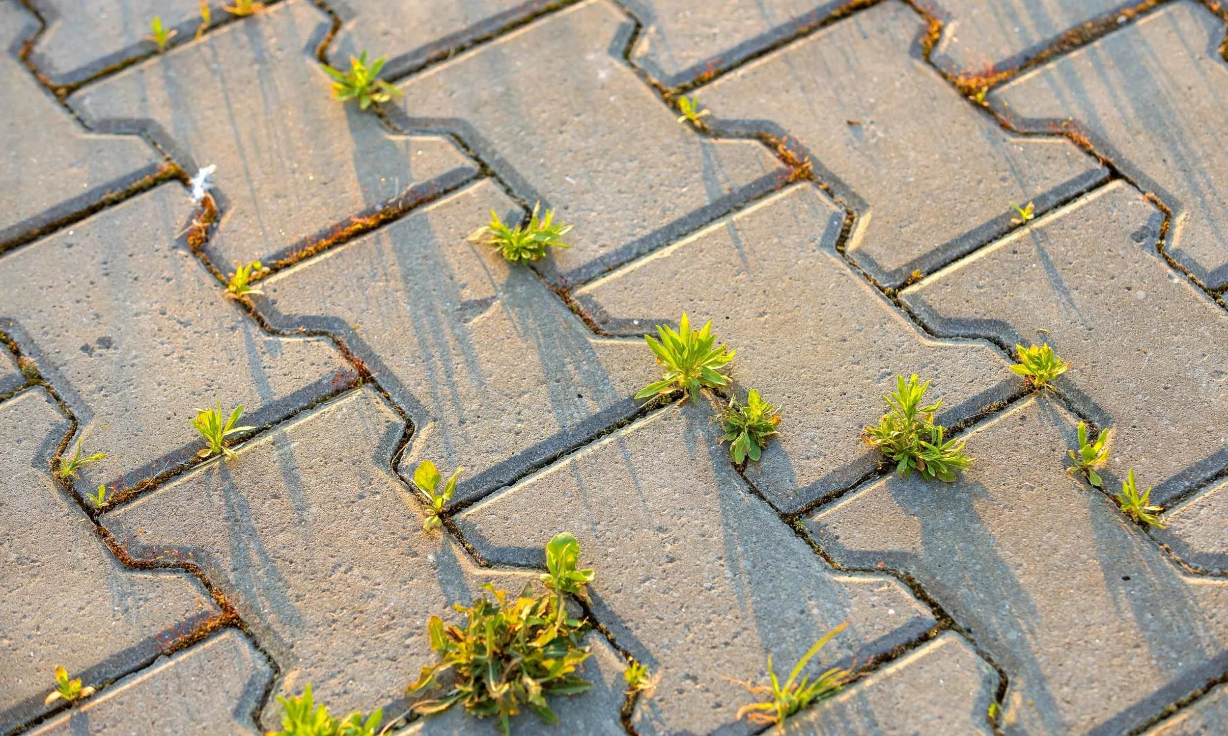 Ugress fjernes mellom belegningsstein