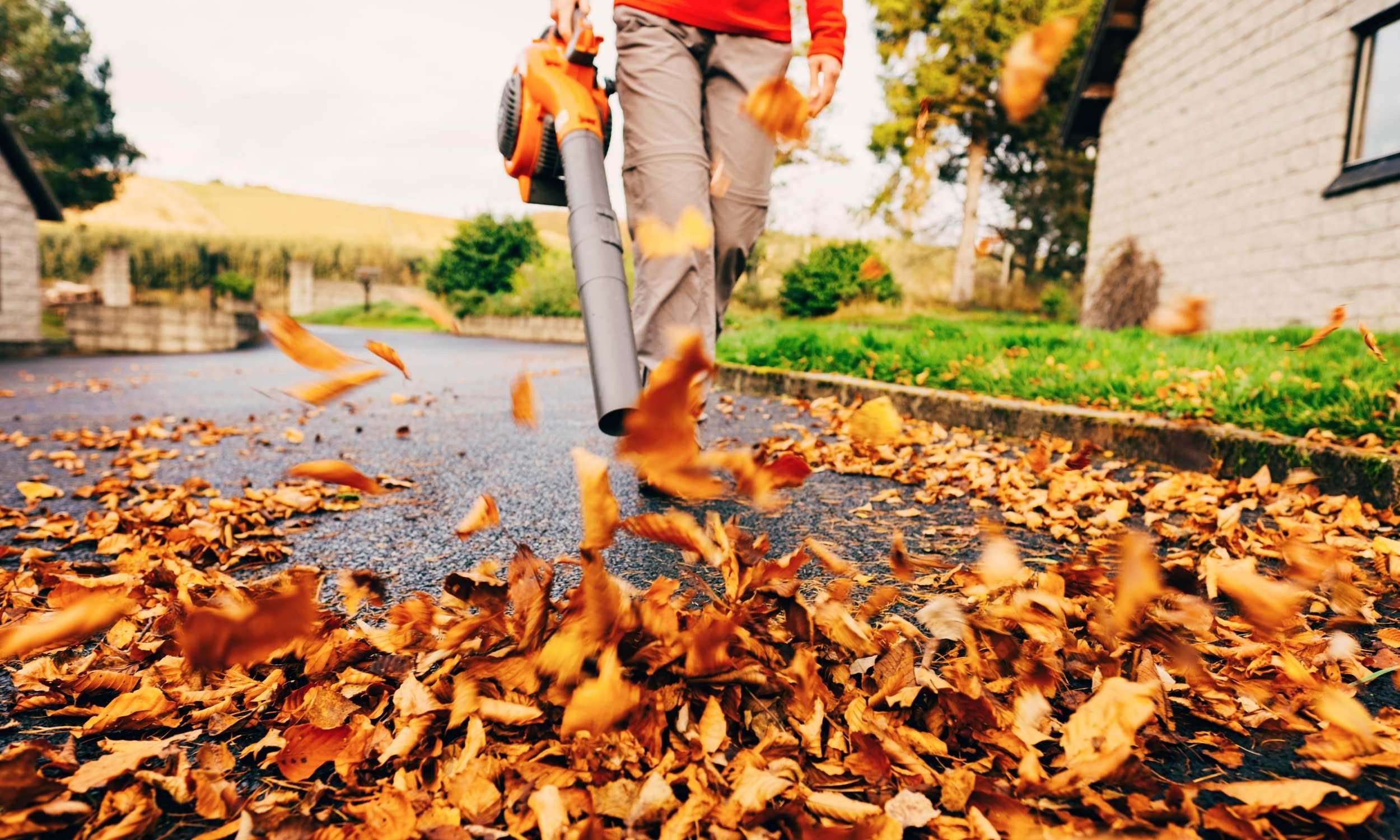Løvblåsing i hage om høsten i Kristiansand