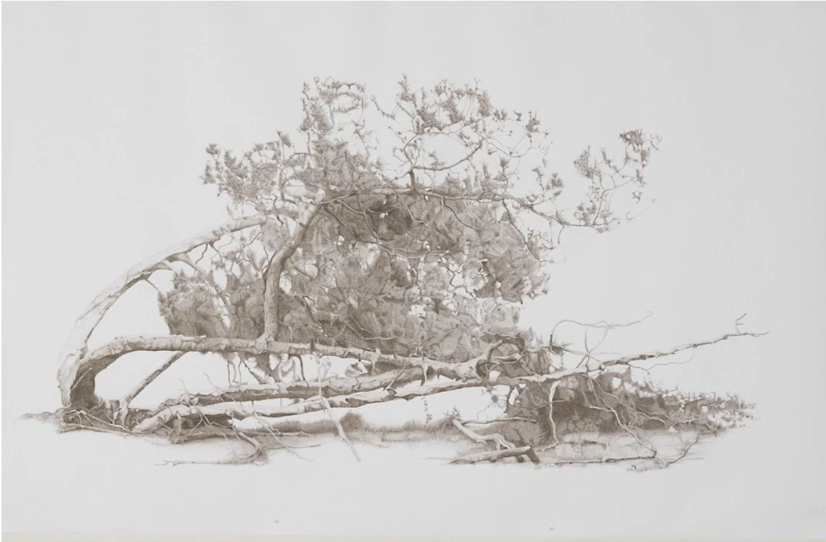 Twisted Tree 2019 –