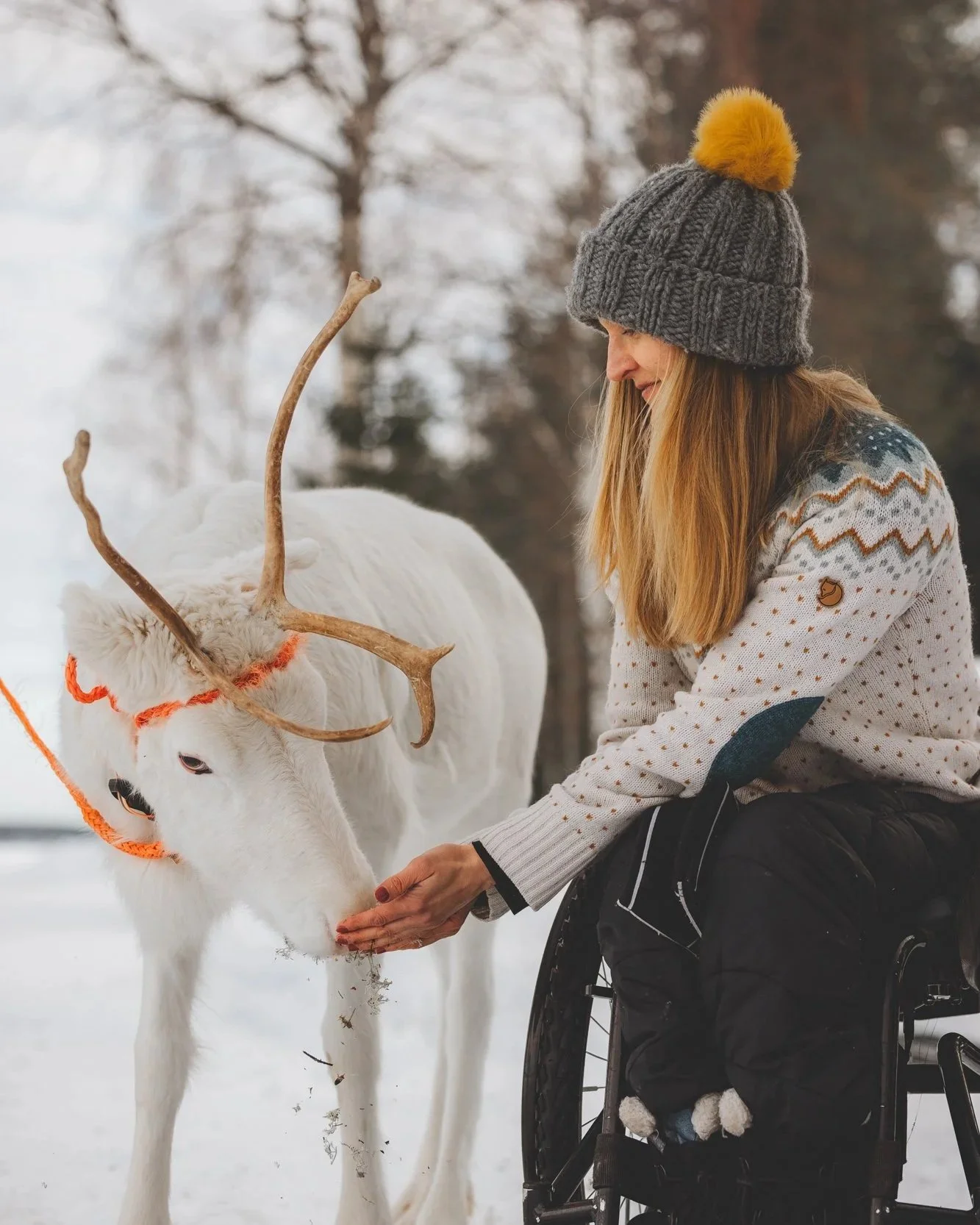 Kuva, jossa pyörätuolia käyttävä nainen syöttää porolle jäkälää.