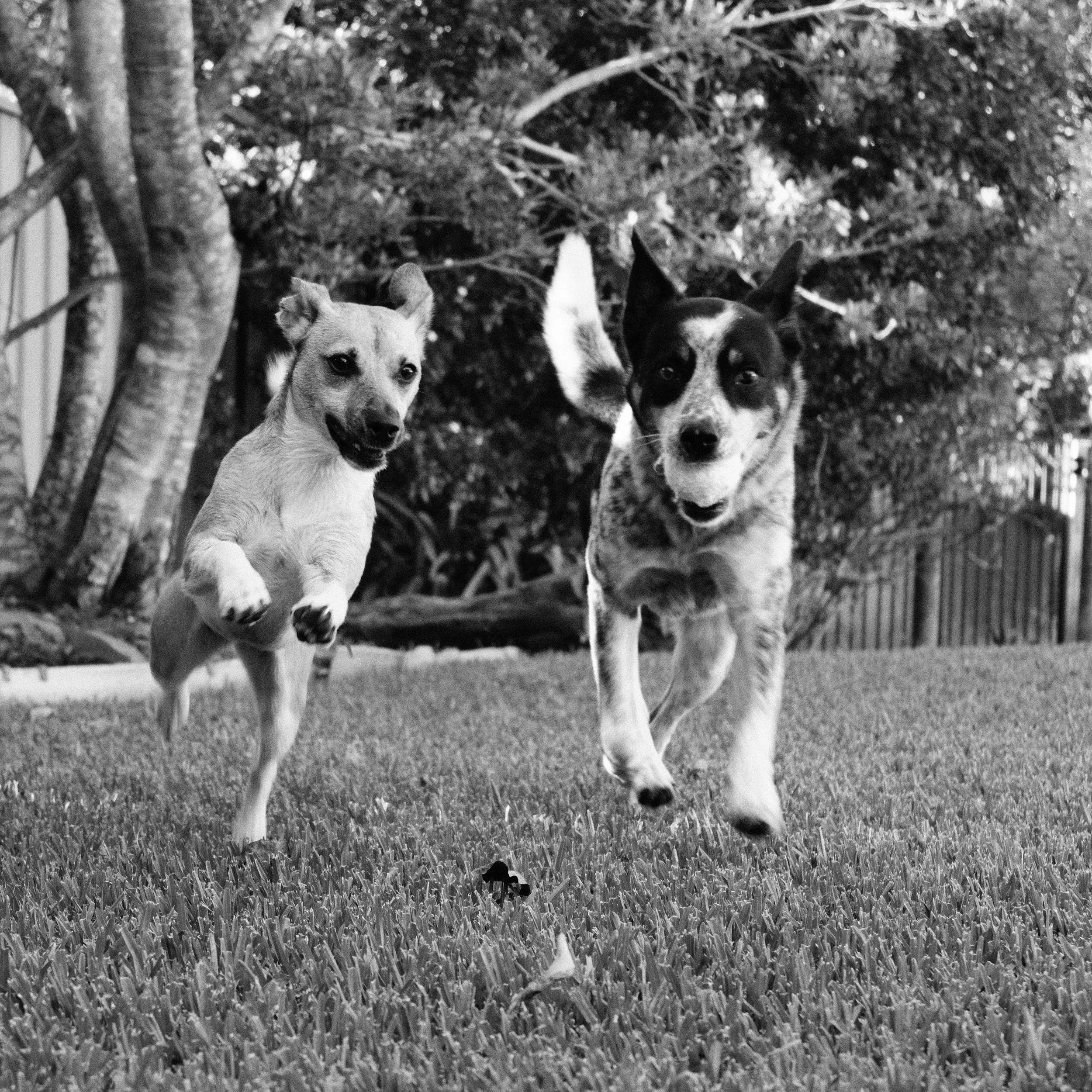 Two dogs running through a field of tall grass, with trees and a fence in the background, black-and-white photograph