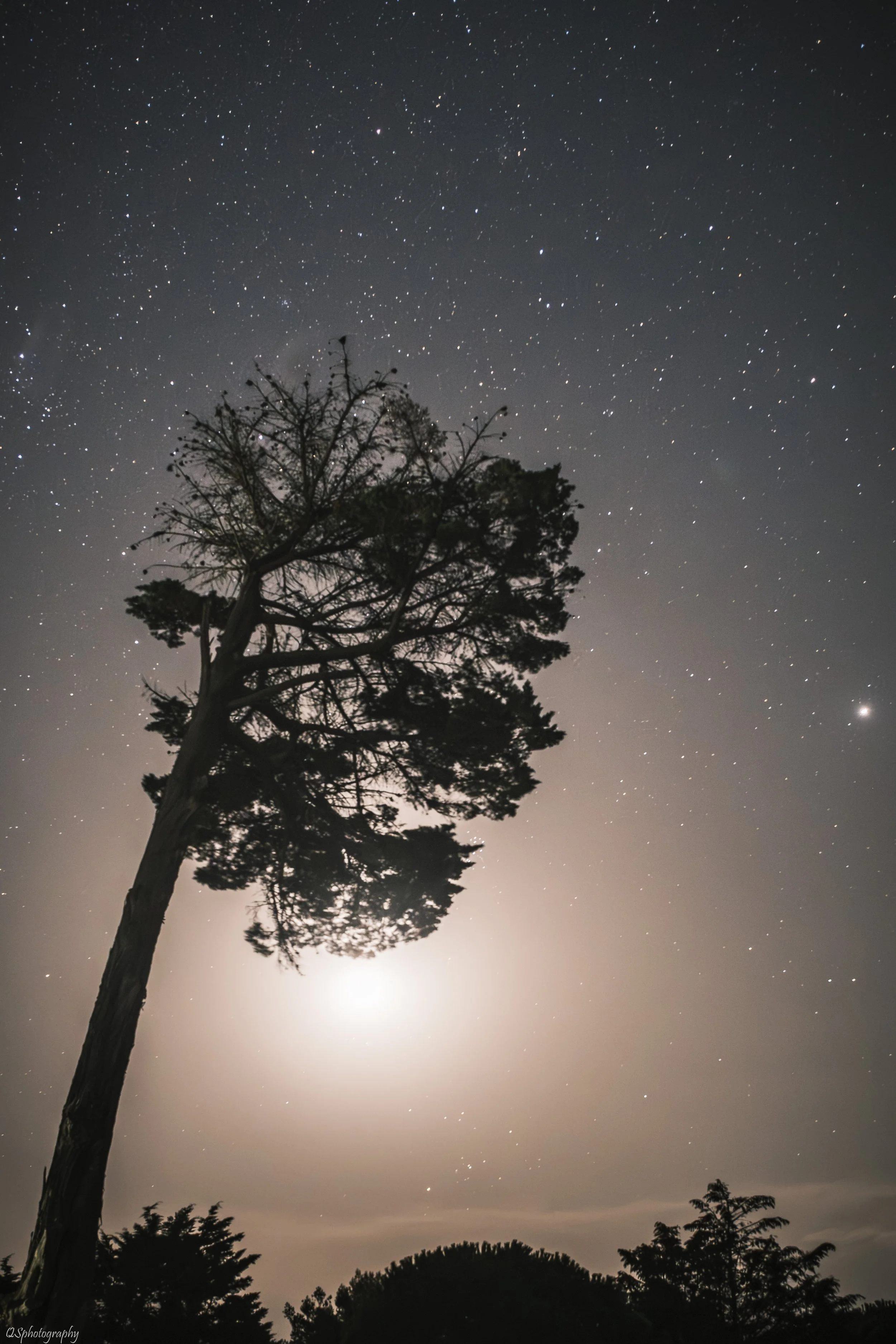 Silhouette d'un arbre en contre-jour sous un ciel étoilé avec la lune derrière les nuages. | QSphotography | Namur