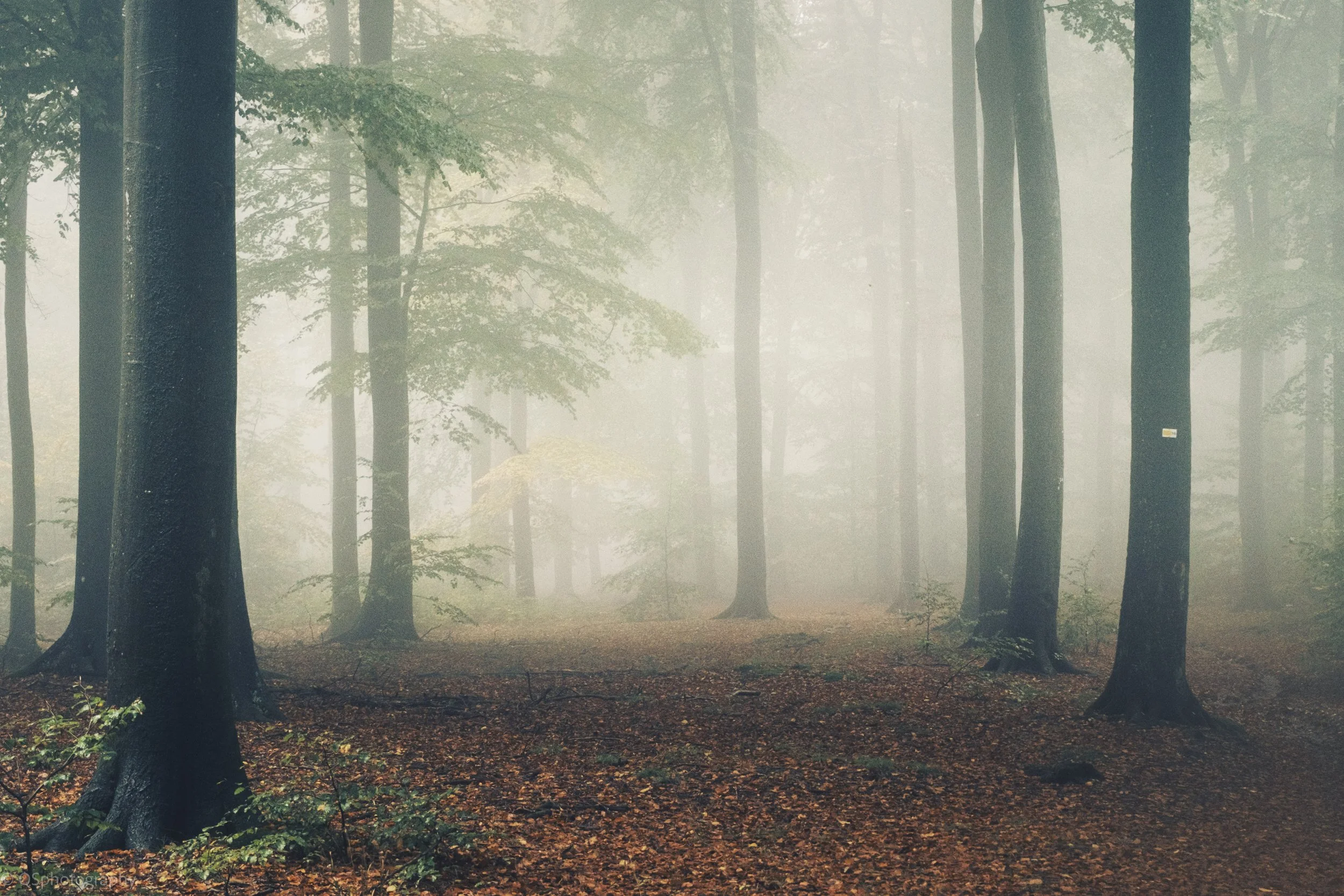Forêt brumeuse avec des arbres et des feuilles au sol. | QSphotography | Namur