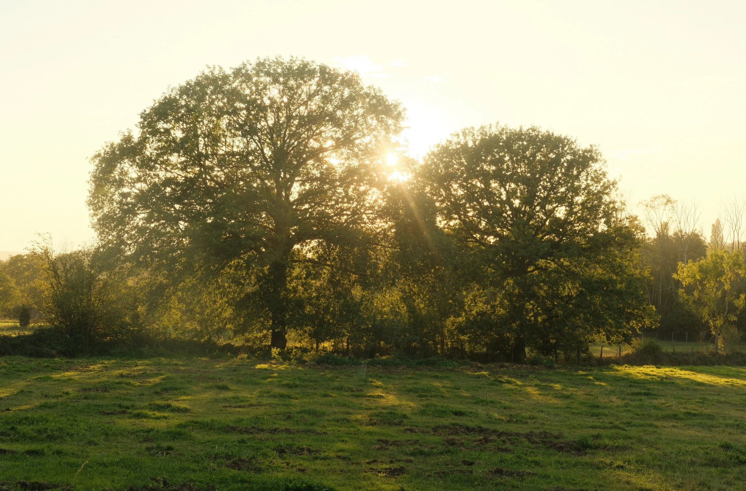Deux grands arbres au coucher du soleil dans un champ vert. | QSSphotography | Namur