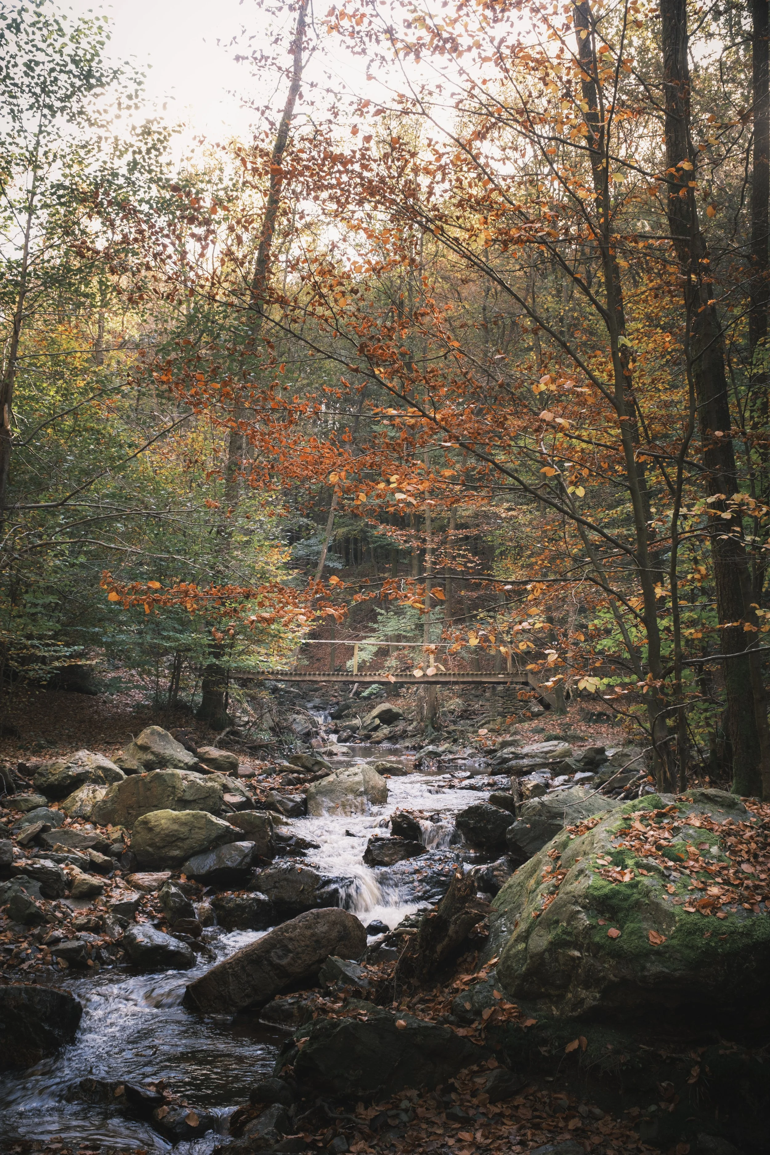 Une rivière coule à travers une forêt en automne | QSphotography | Namur