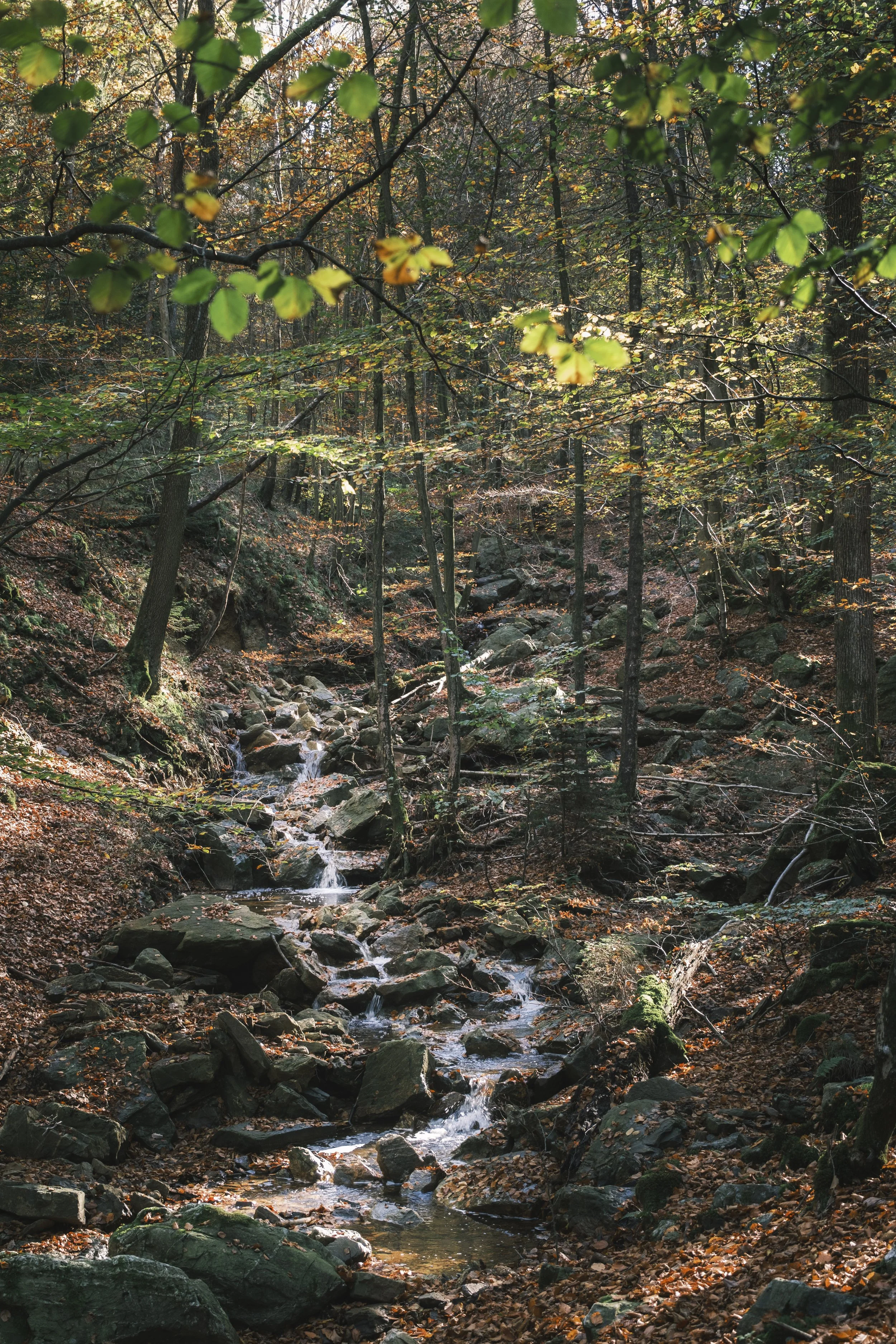 Une forêt en automne avec un petit ruisseau coulant sur des rochers et des feuilles mortes sur le sol. | QSphotography | Namur