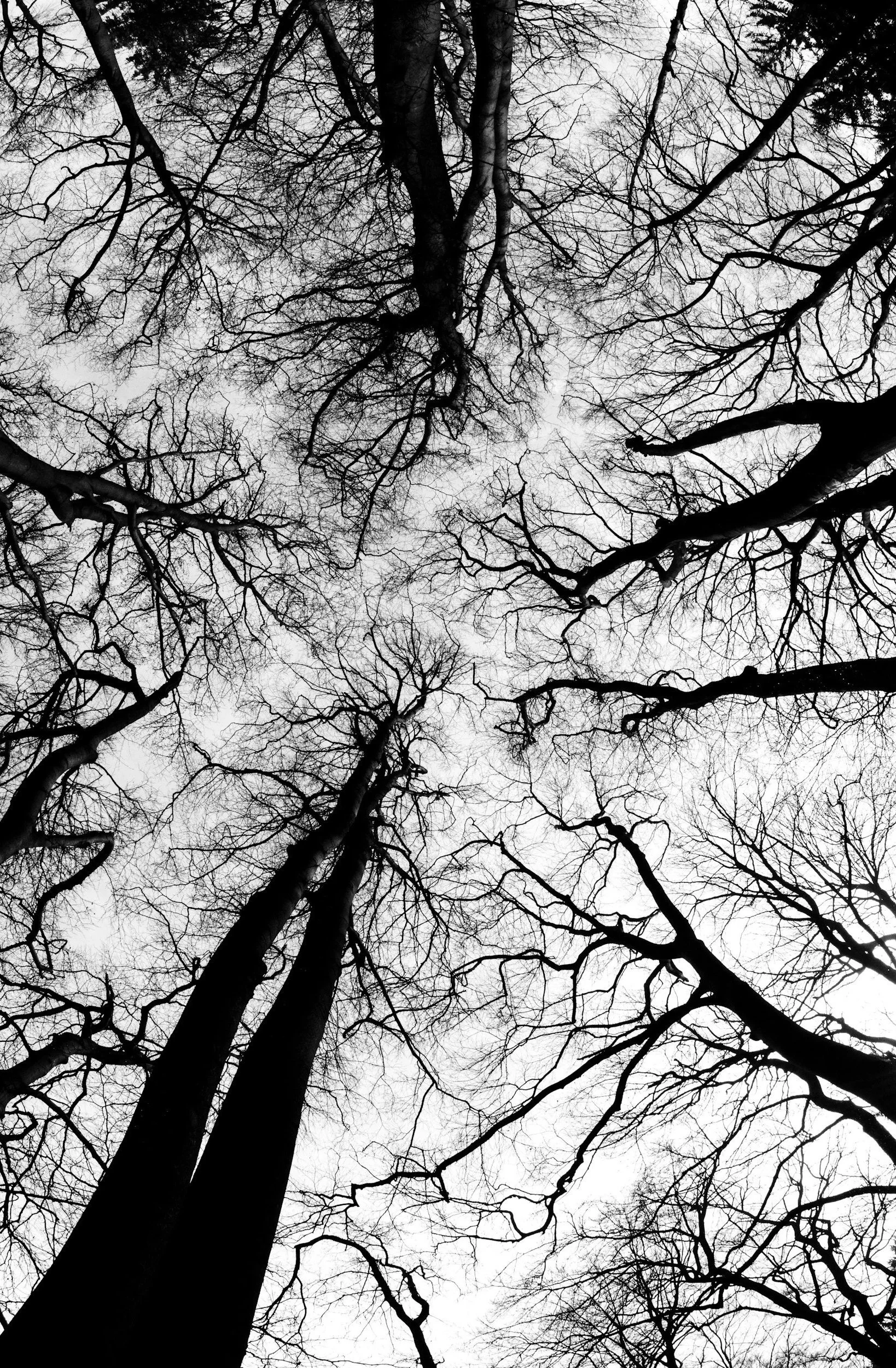 A photograph of outlines of tall trees reaching towards a grey sky. The tree branches extend into the negative space of the sky.