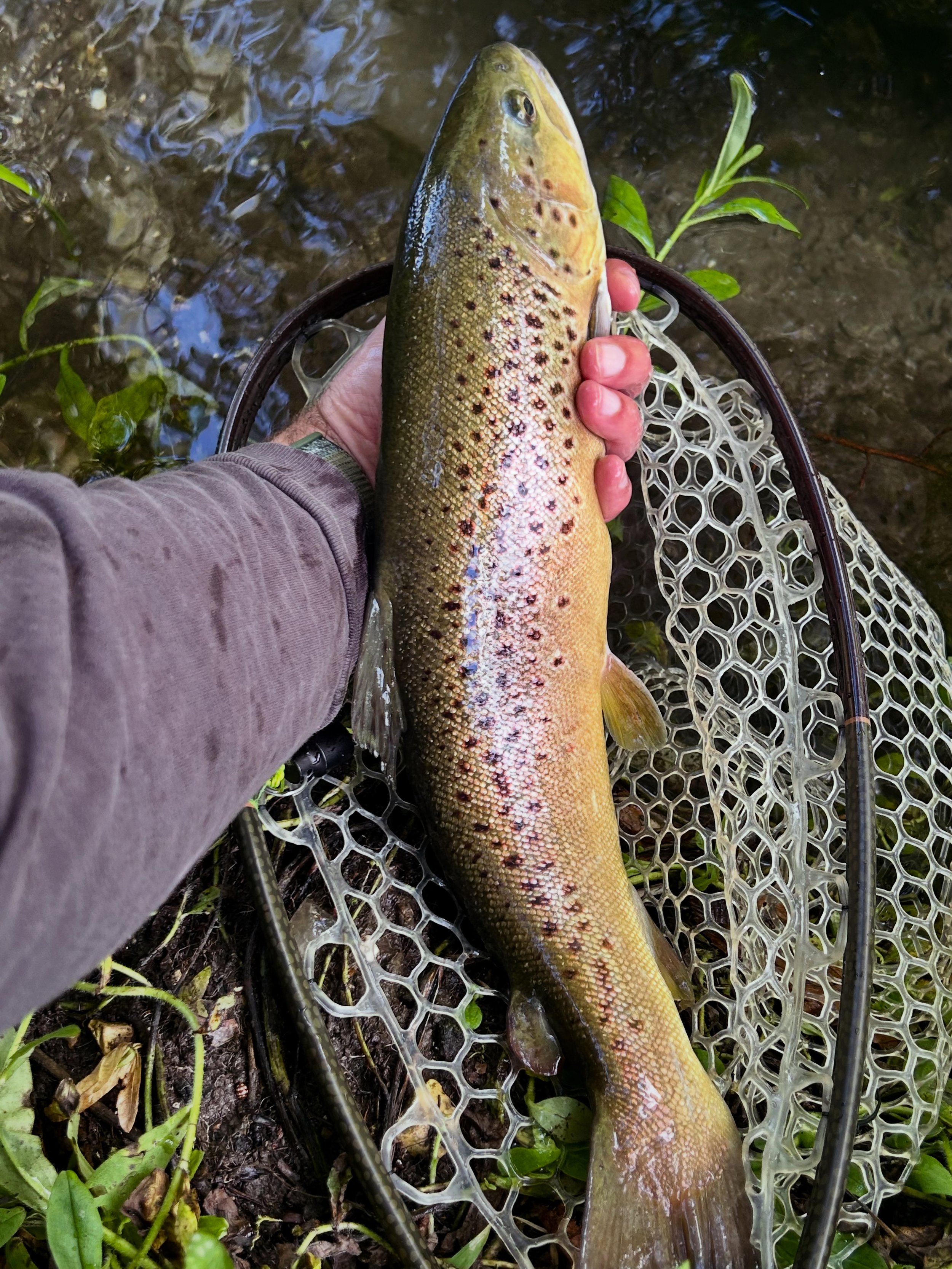A person holding a large brown trout over a net near a stream.