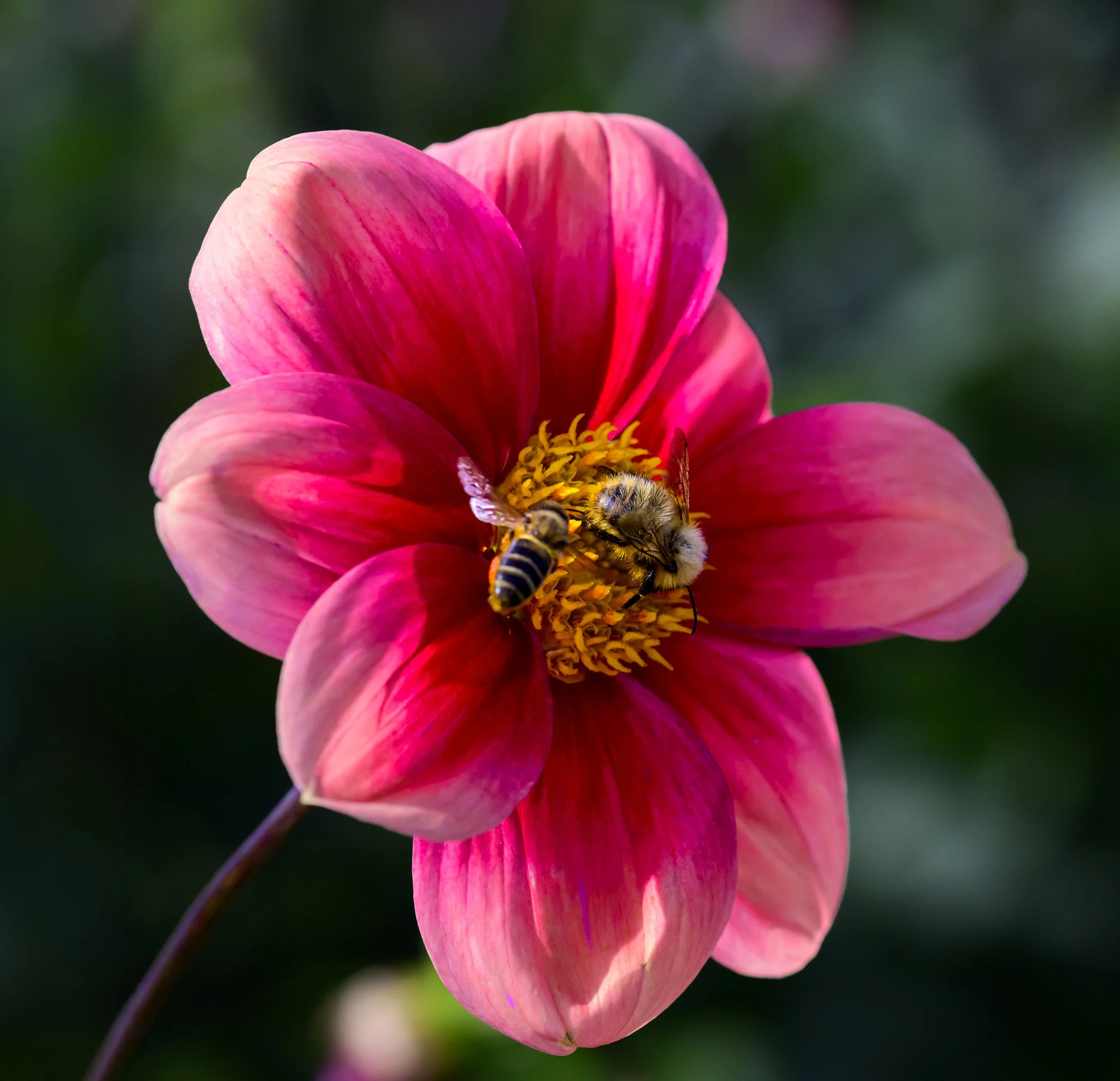 DSC_2708-1.jpg