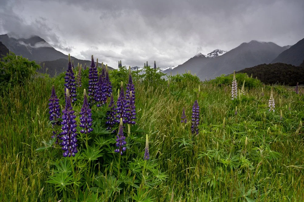 South Island New Zealand.jpg
