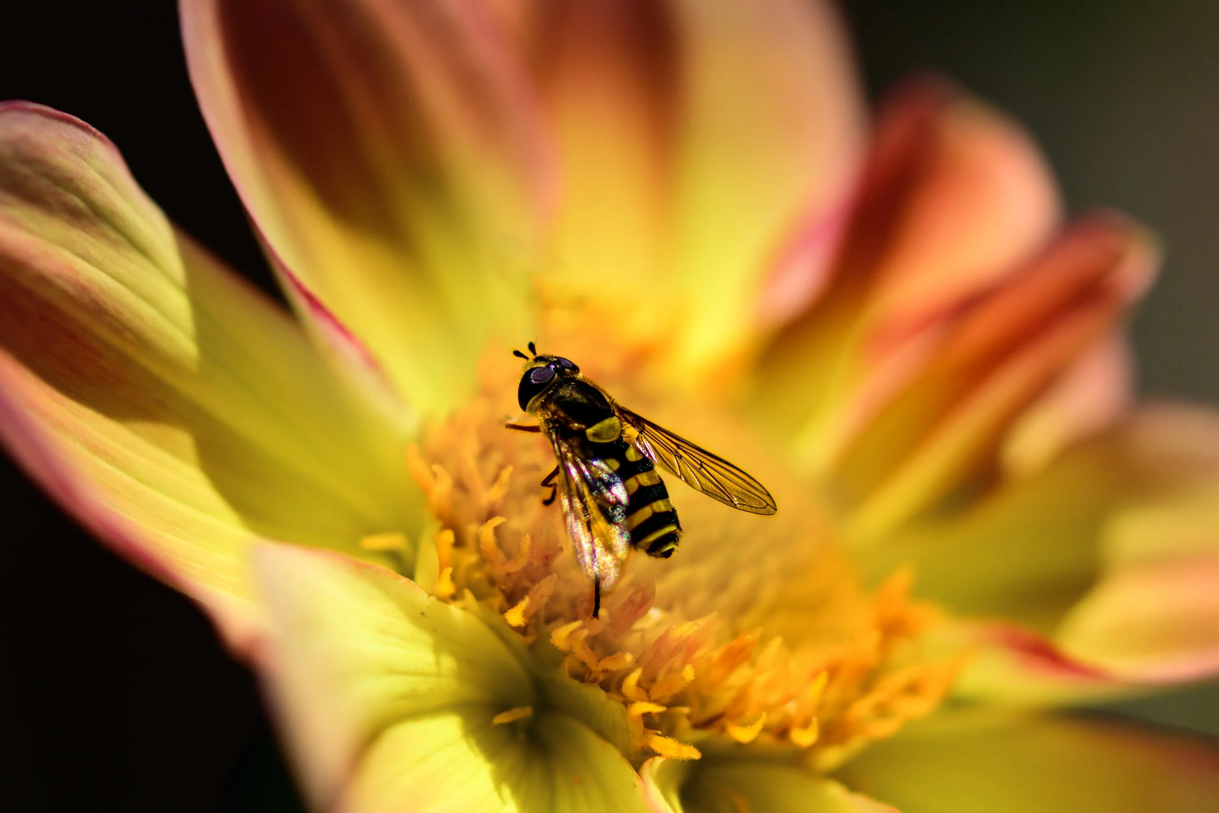 hoverfly (family Syrphidae).jpg