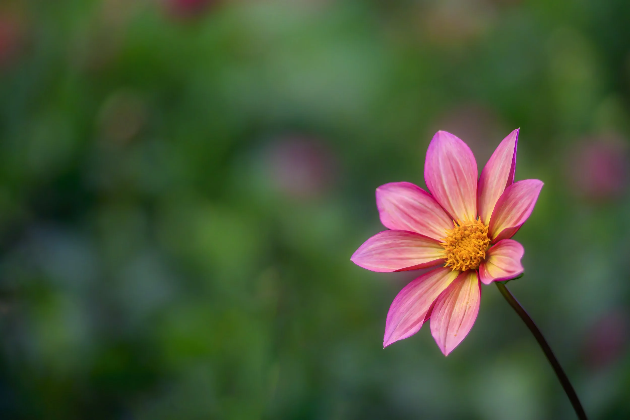 DSC_2173-1.jpg