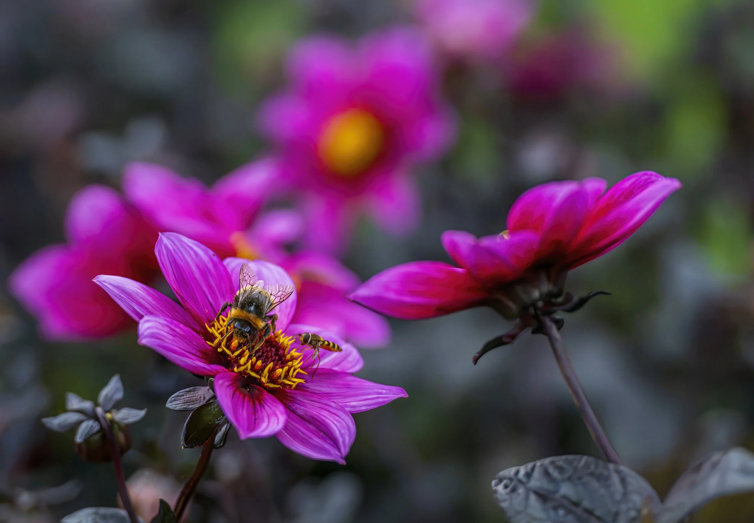 DSC_2094-1.jpg
