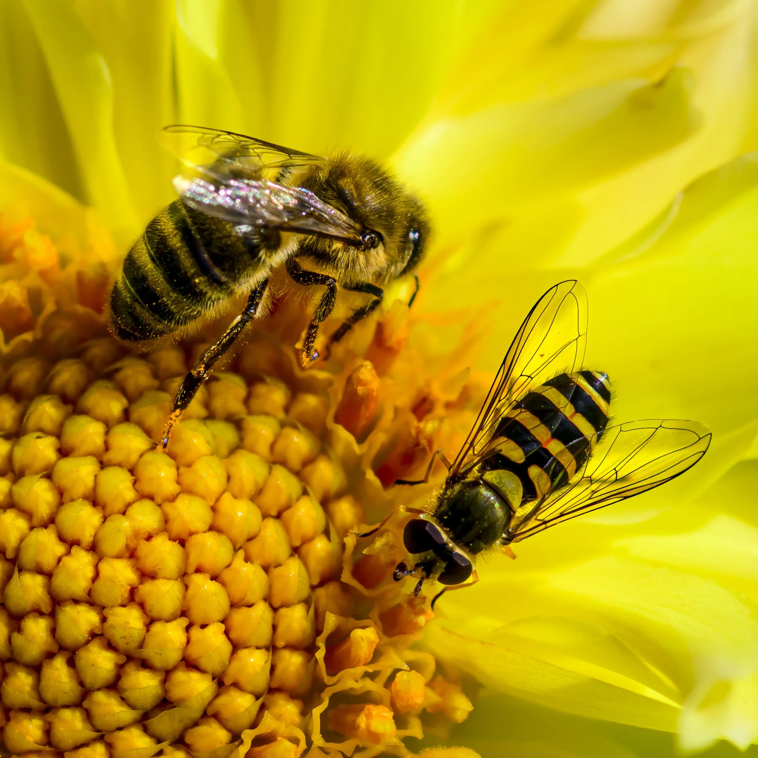 The Wasp and the hoverfly.jpg