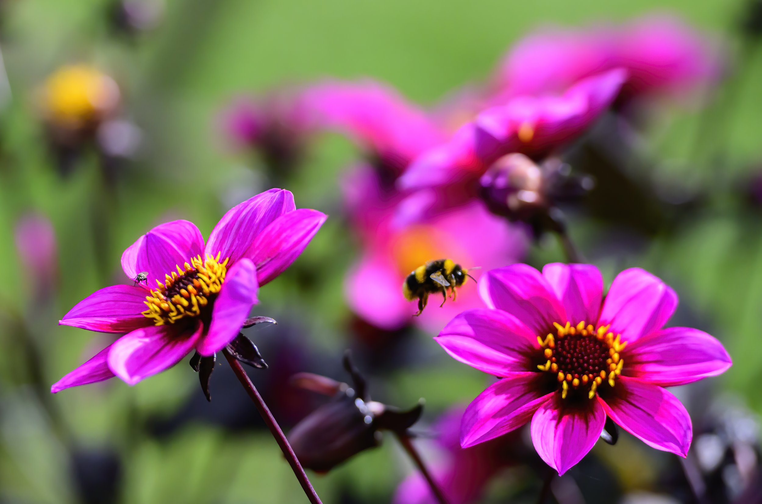 Nectar collecting.jpg