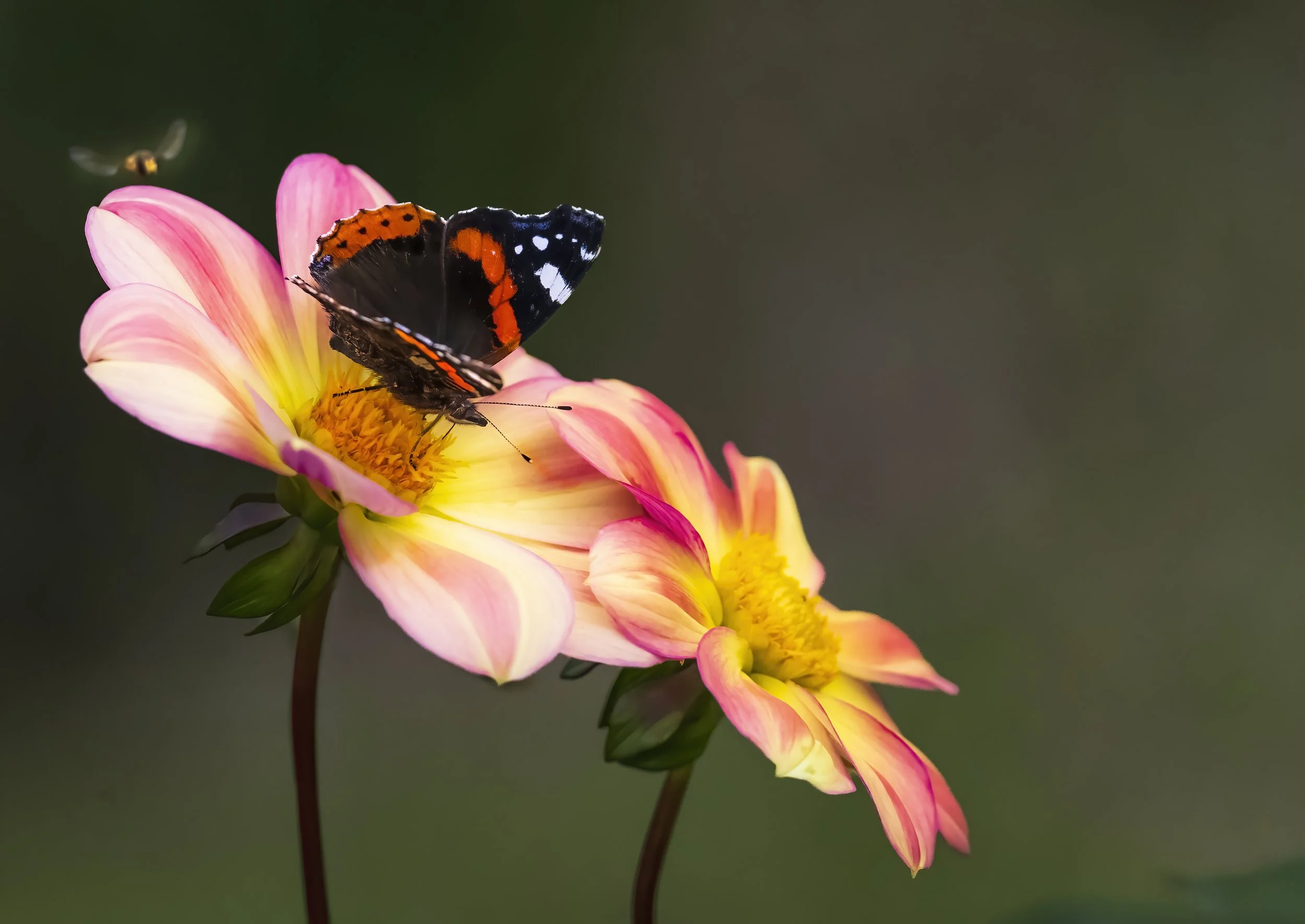 DSC_2587-3.jpg