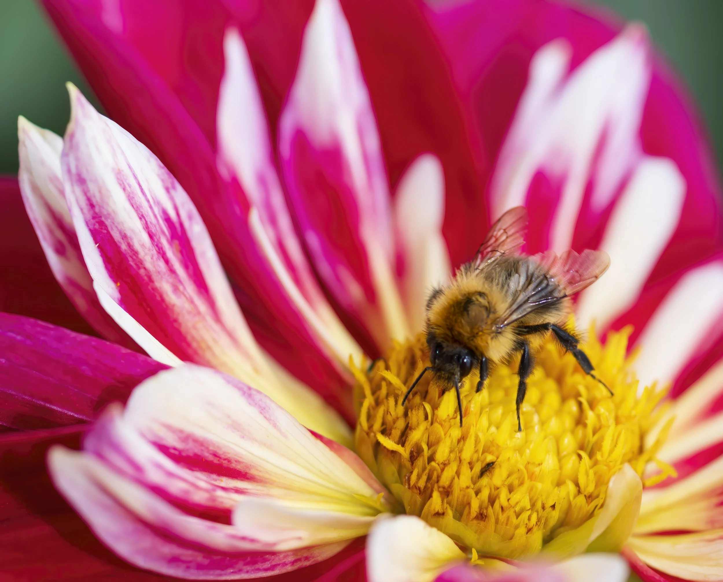 Inside the Bloom.jpg