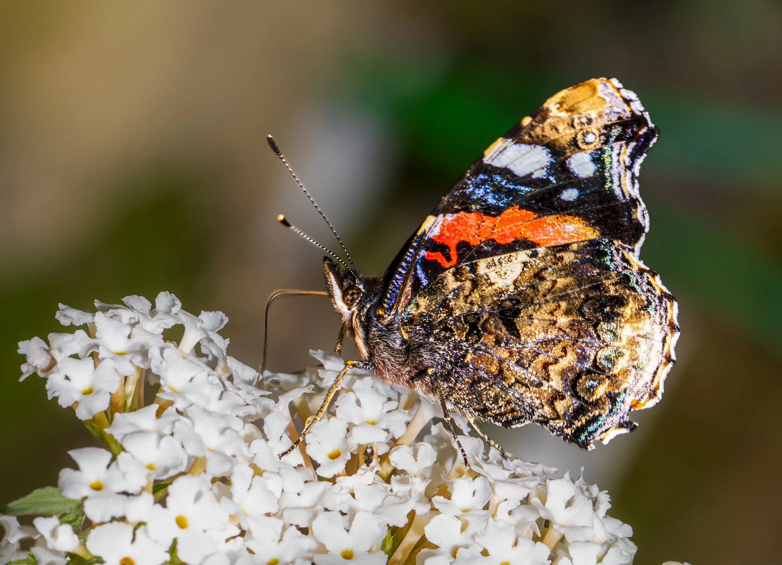 DSC_3139-1 Topaz Gigapixel 2x scale.jpg