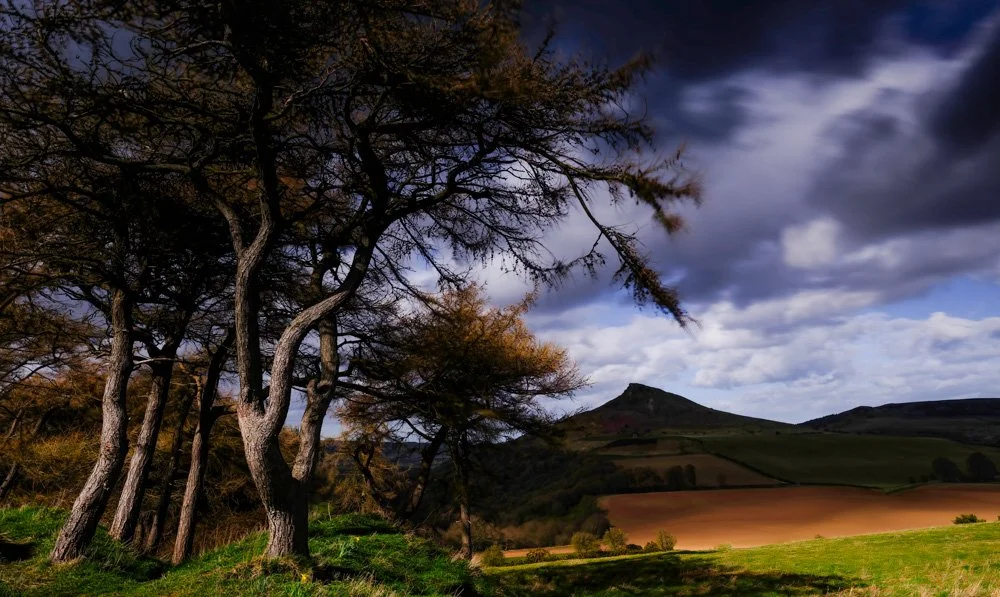 Roseberry Topping. treeline.jpg
