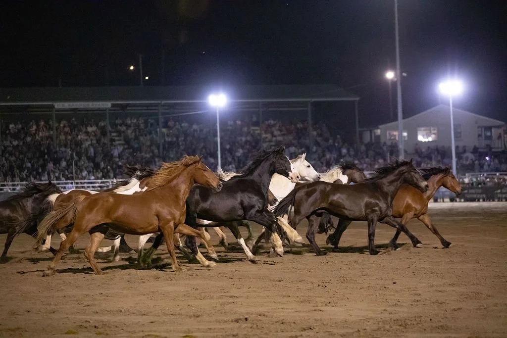 Gill Bros Rodeo Bucking Horses
