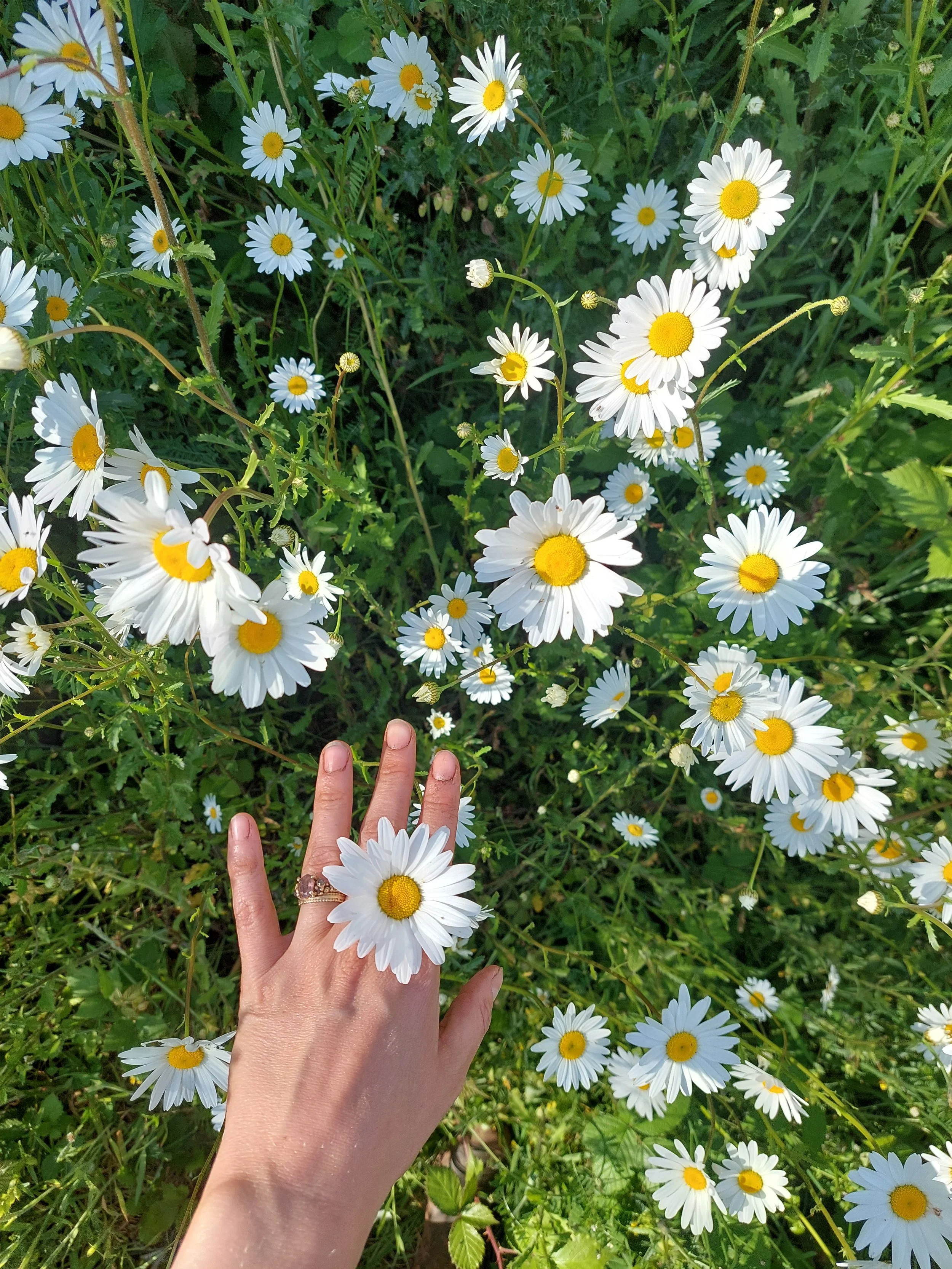 wild flowers