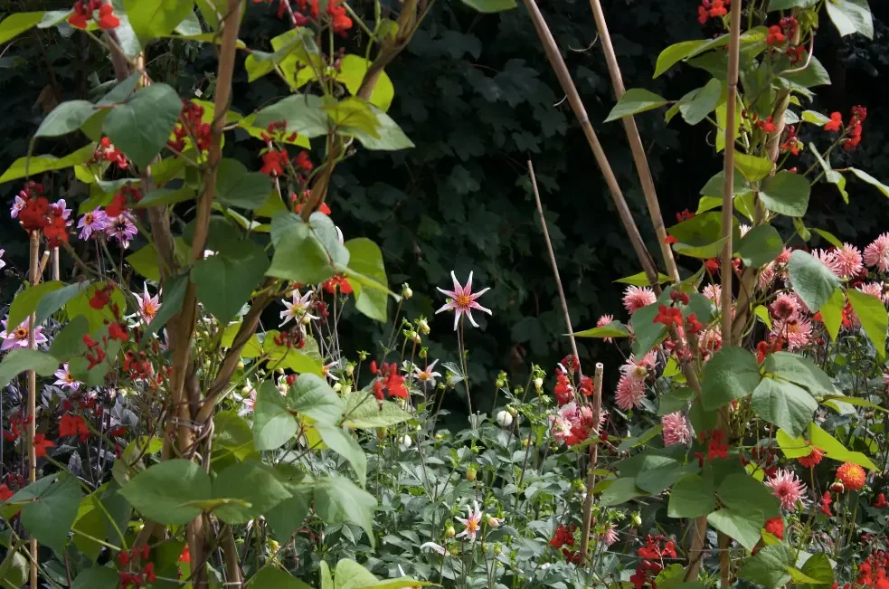 cutting garden totnes