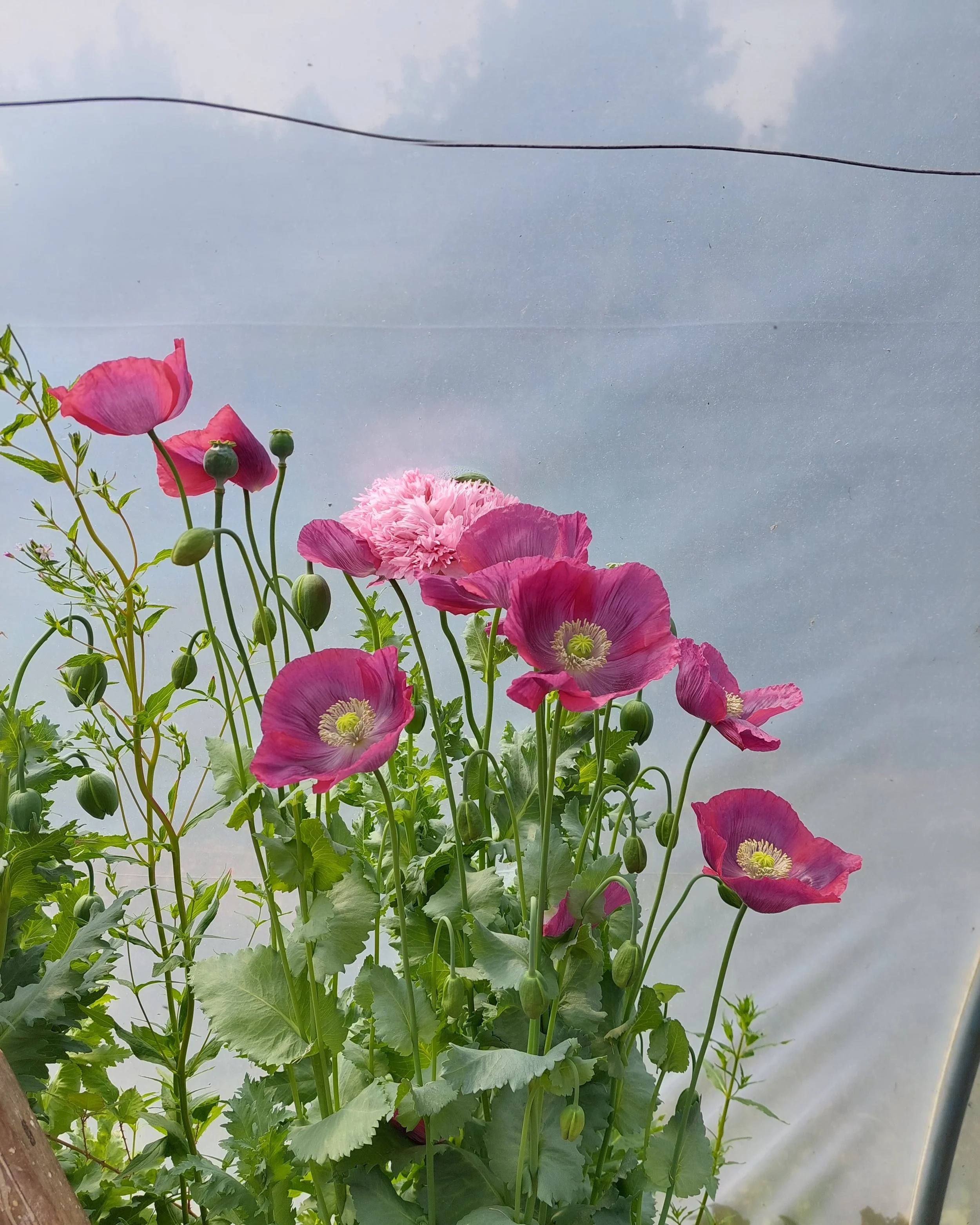 poppies