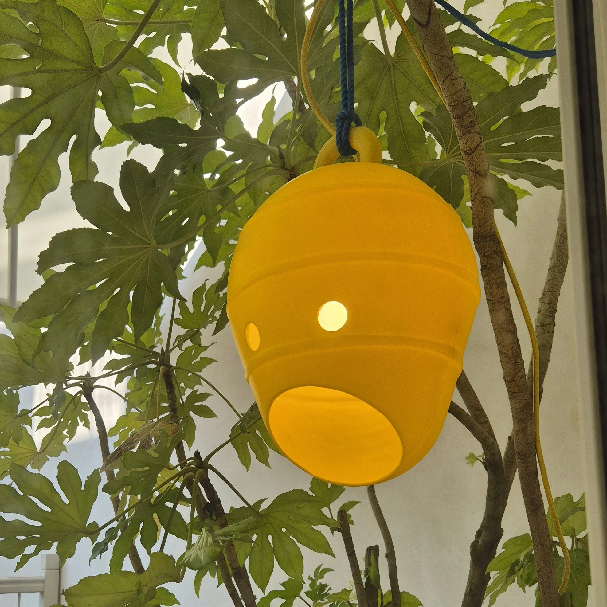 Indoor plant with green leaves and a yellow paper lantern hanging from a blue cord.