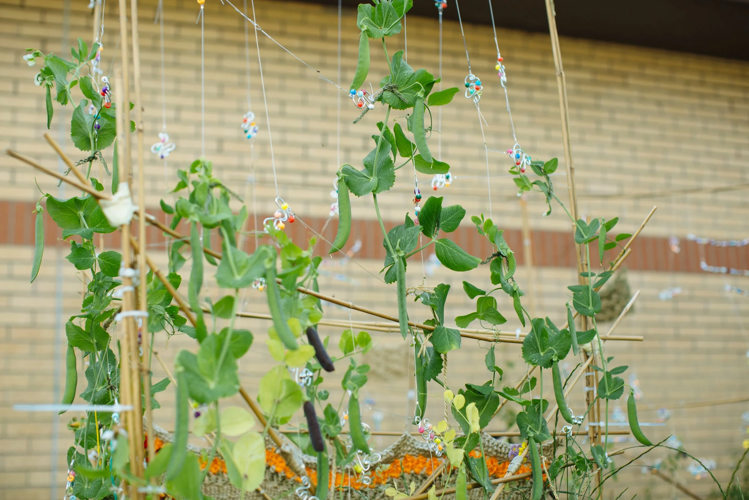 Grow, Sow, Reap_July_29.jpg