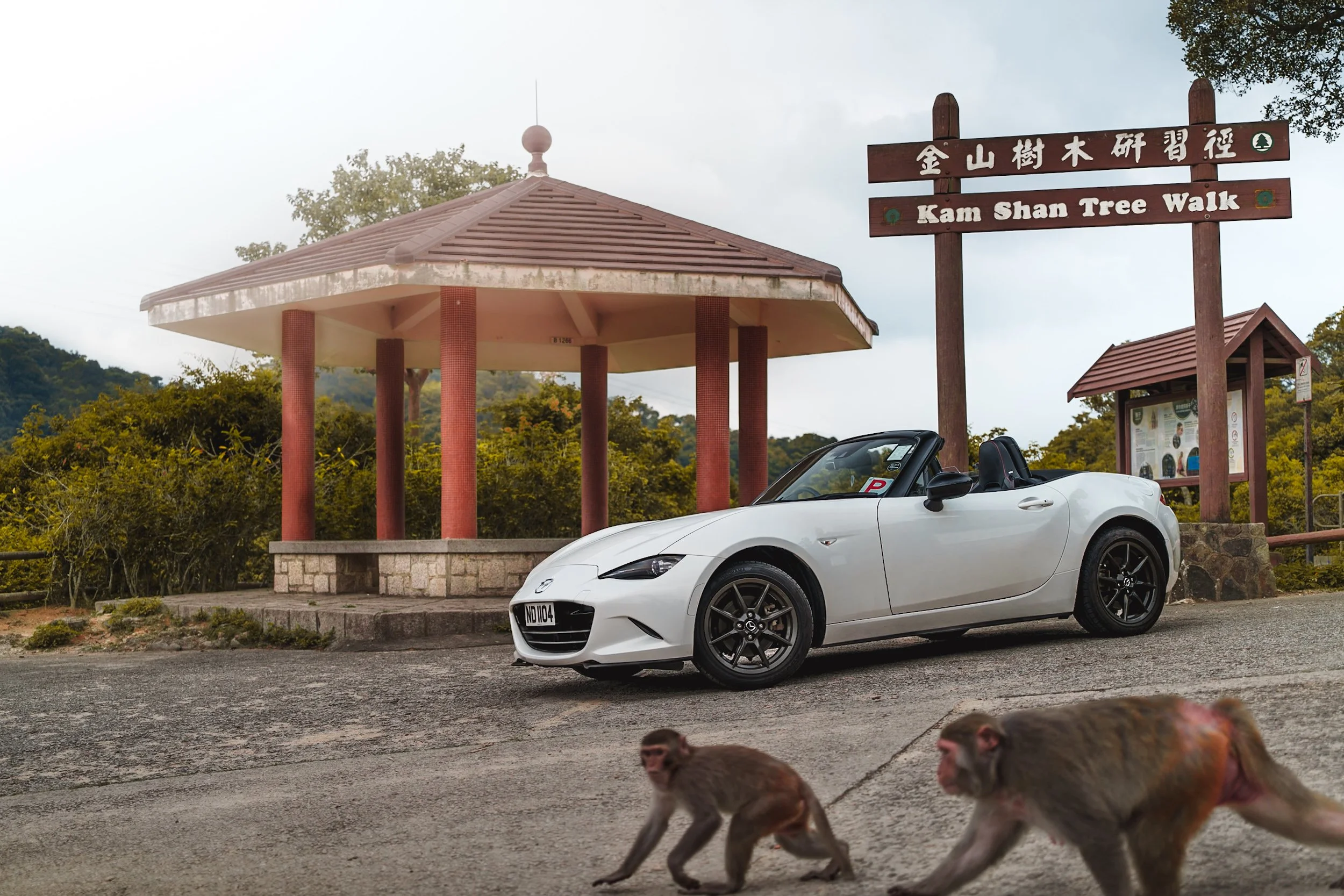 A white Mazda convertible car parked in front of a wooden pavilion with a tiled roof, on a cloudy day. There are several monkeys walking across the foreground of the image. A sign with Chinese characters and the words "Kam Shan Tree Walk" is visible 