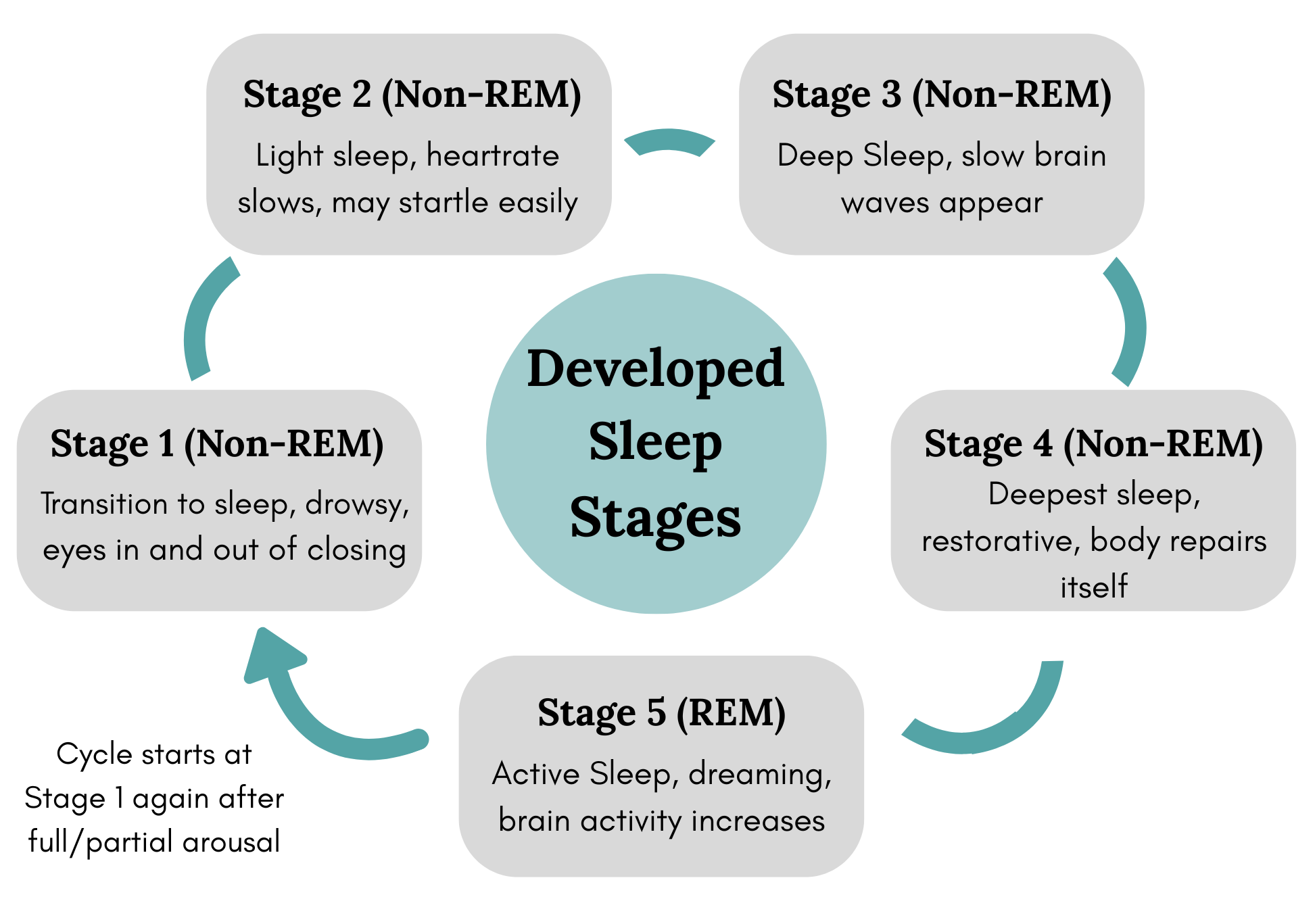 Diagram showing the five stages of sleep, including REM and non-REM sleep cycles, in relation to infant and adult sleep development.