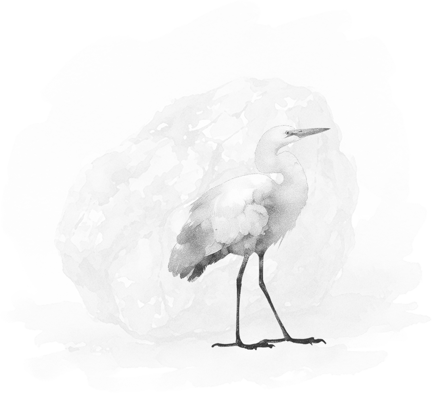 A white heron standing in front of a rock with a blurred background.