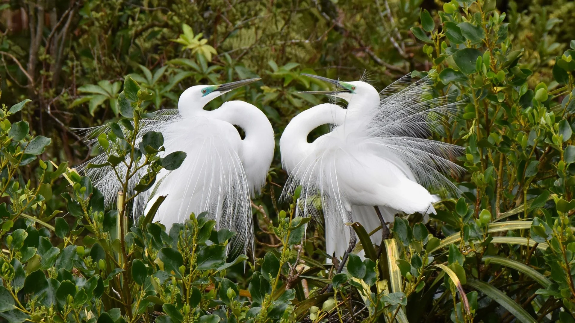 Two large white herons with long delicate feathers on their backs, standing in a lush green environment with dense foliage.