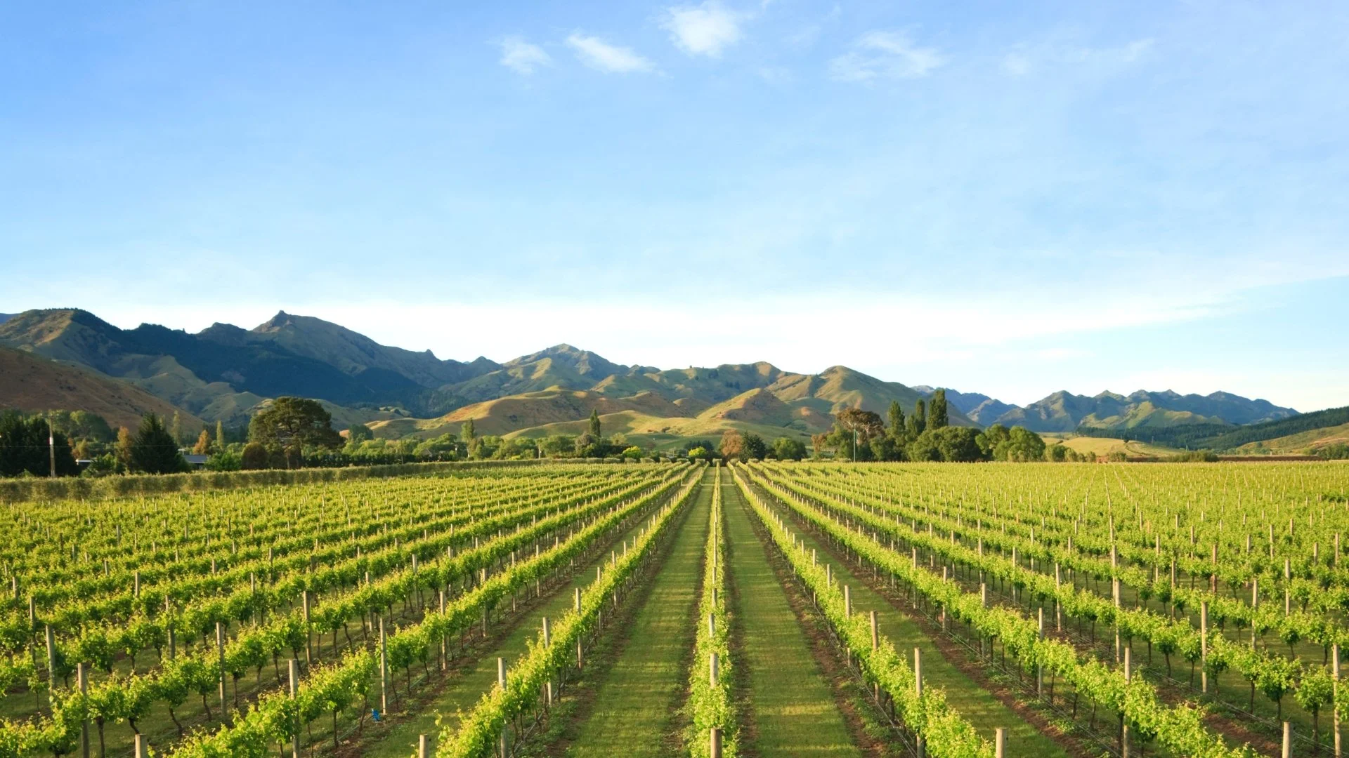 New Zealand vineyard with rows of vines and mountains in the background under a blue sky.