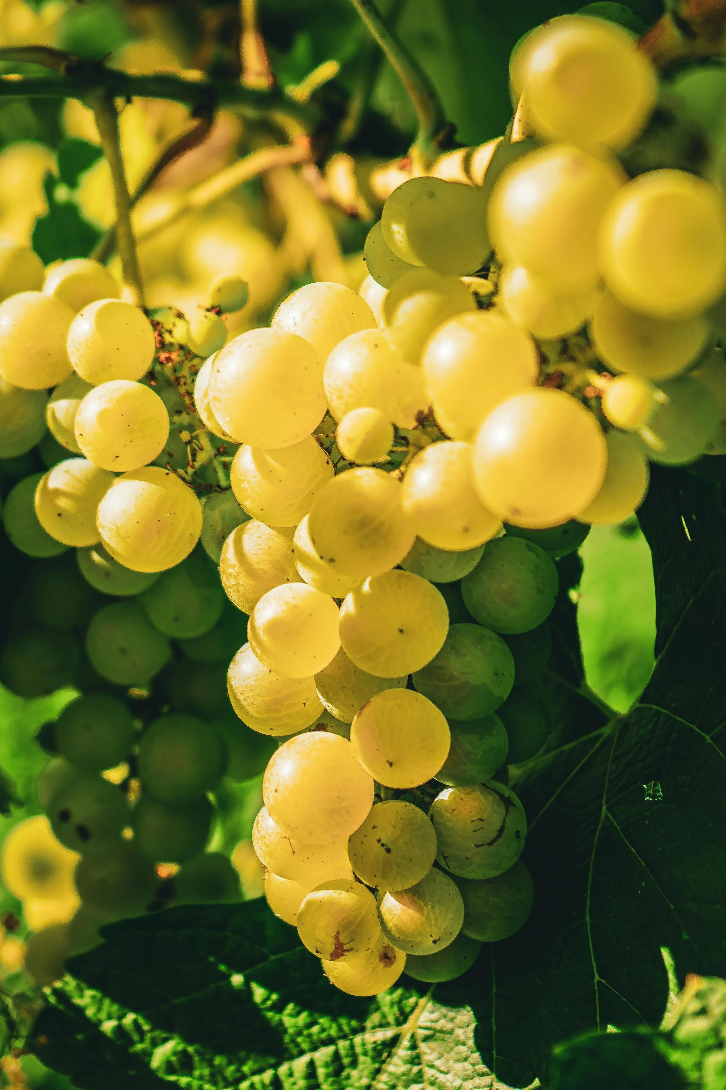 White grapes (Sauvignon Blanc) growing on the vine in bright sunlight, with green leaves in the background.
