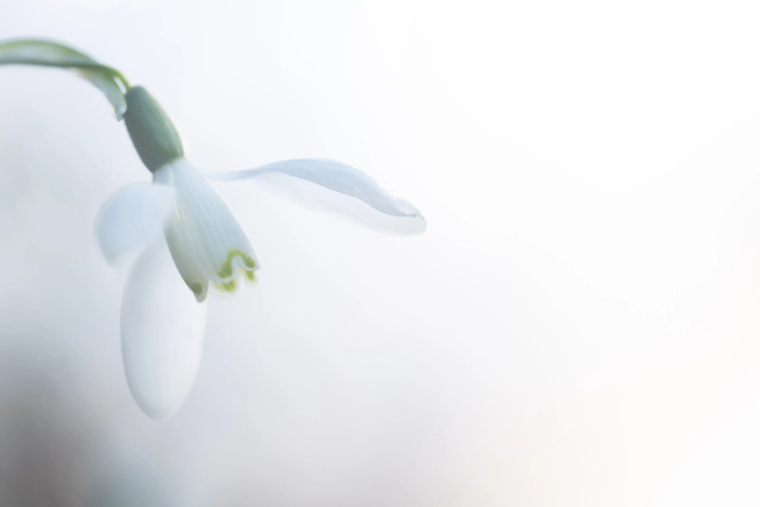 Close-up of a white snowdrop flower against a soft, light background.