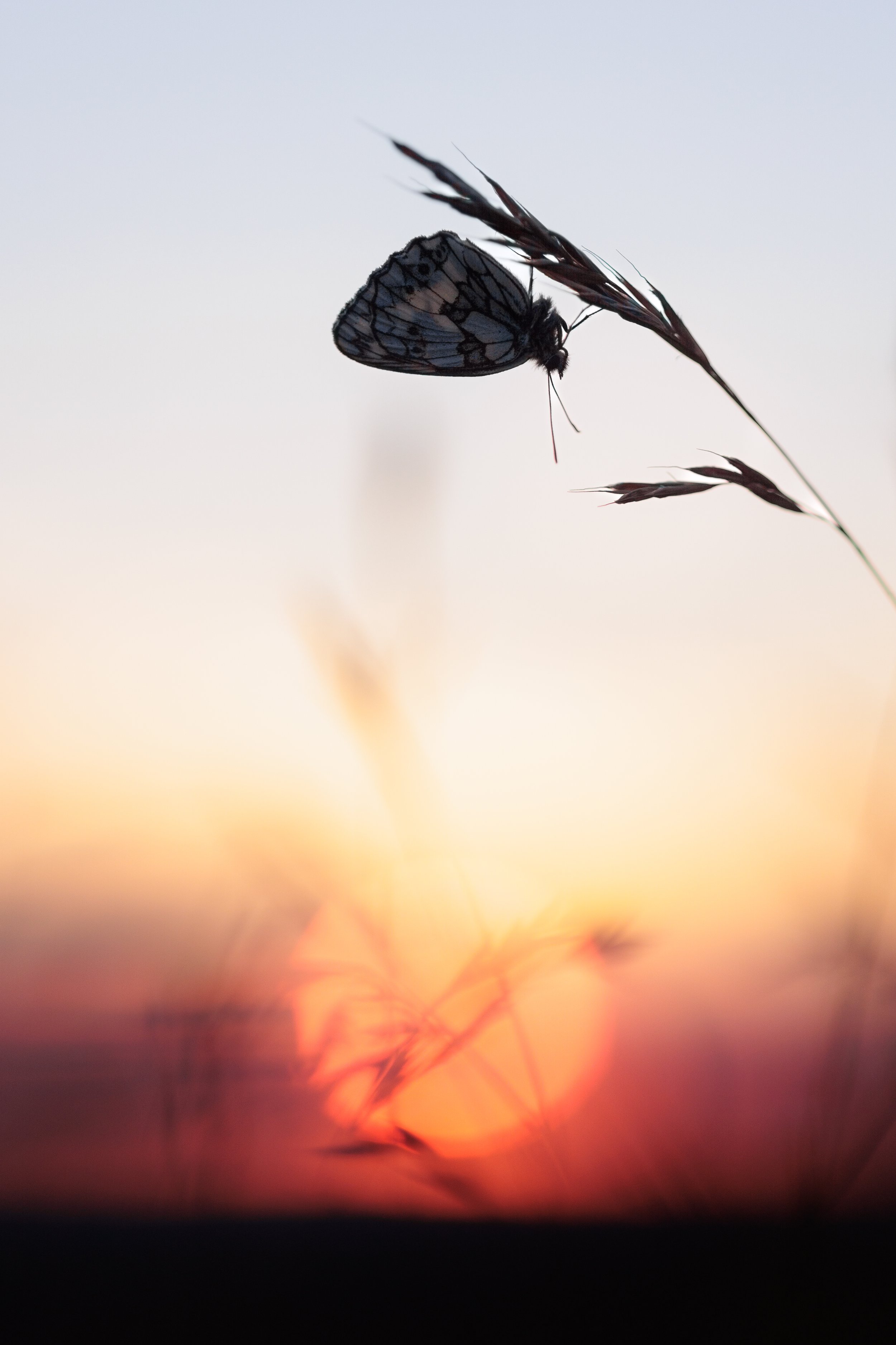 Close-up of a Marbled White butterfly perched on a grass stem during a sunset over the South Downs.