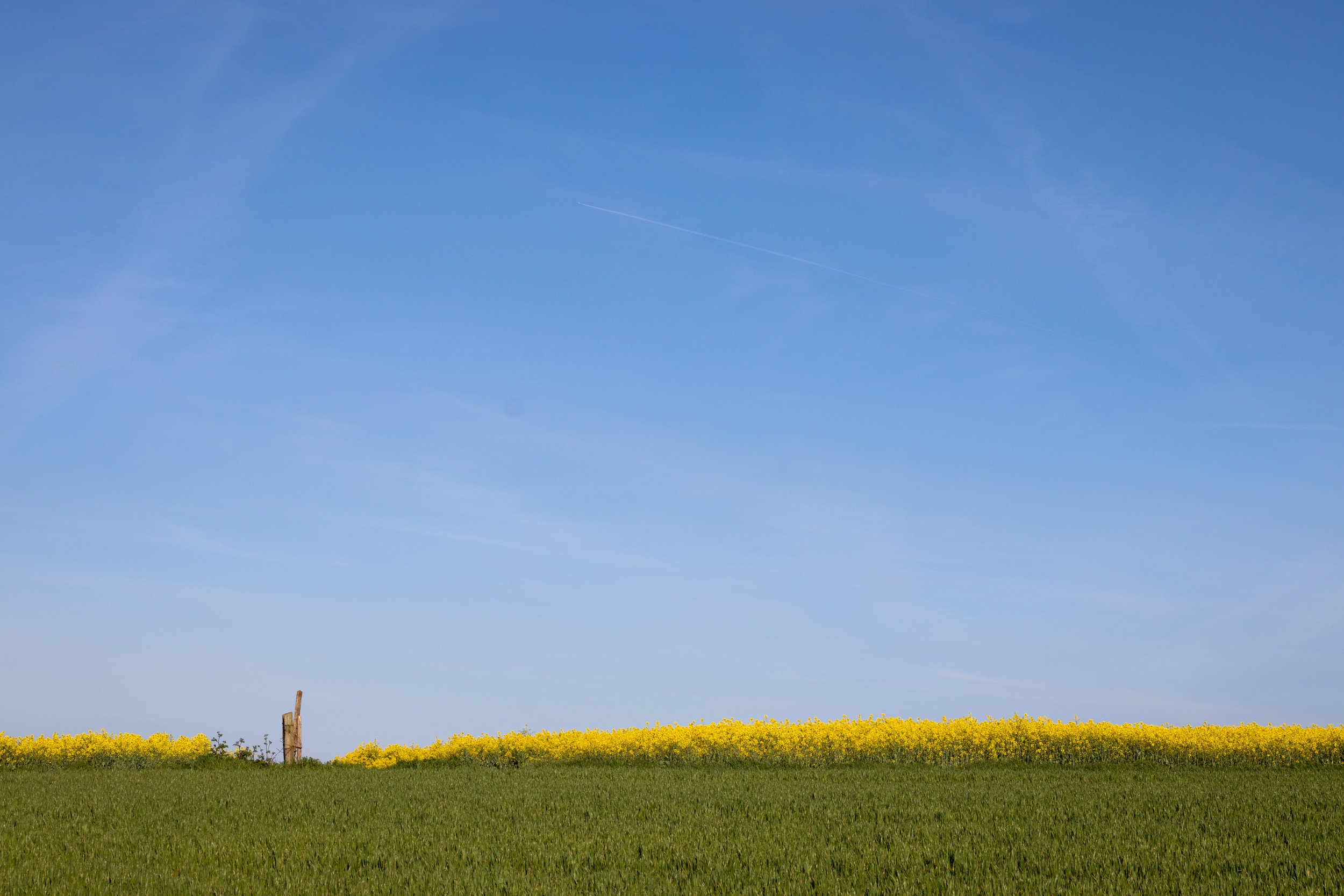 A scenic view of a green field with tall grass in the foreground, a yellow-flowered patch at the horizon, and a blue sky with a faint contrail.
