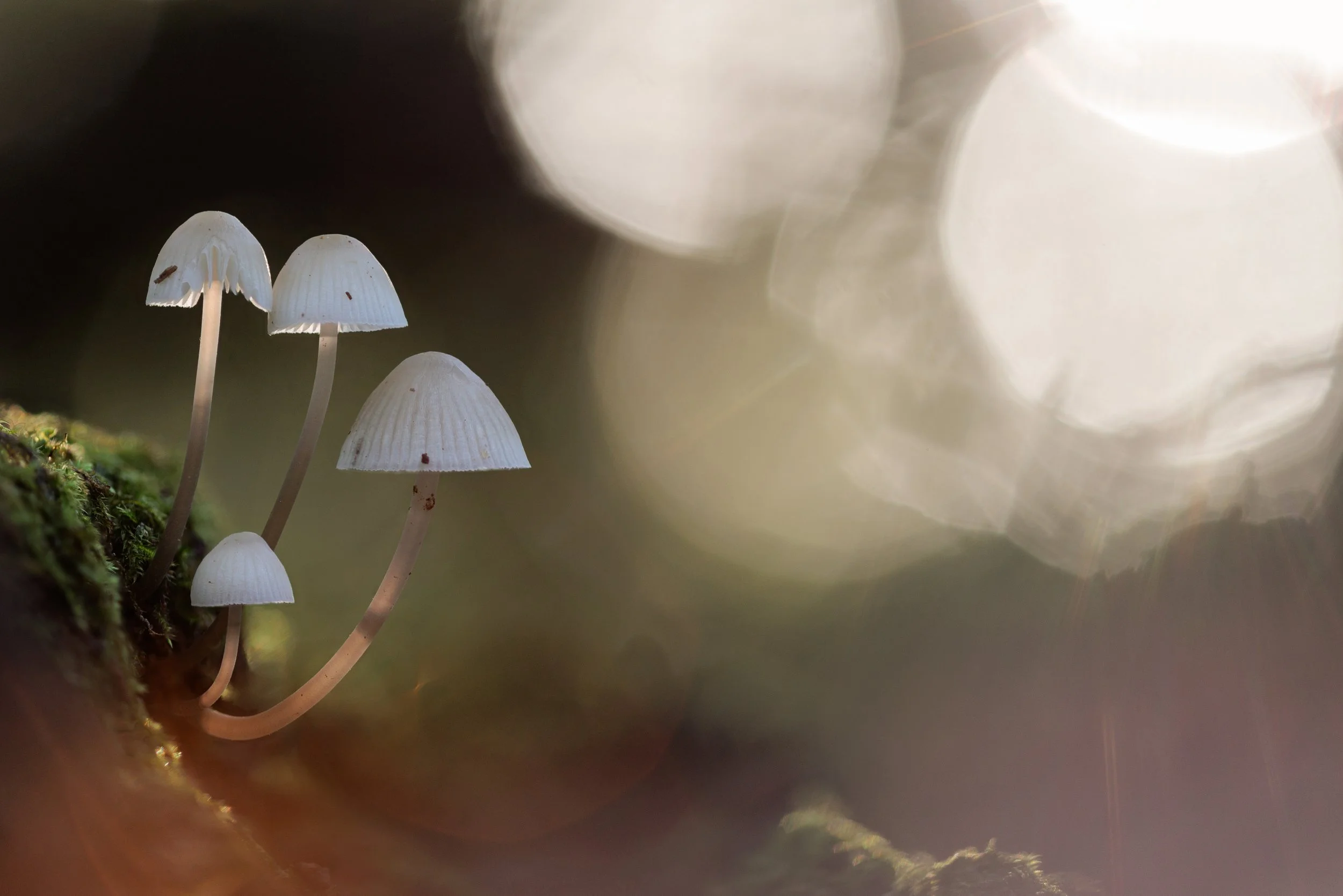 A cluster of small bonnet mushrooms growing on a mossy log with a blurred bokeh background.