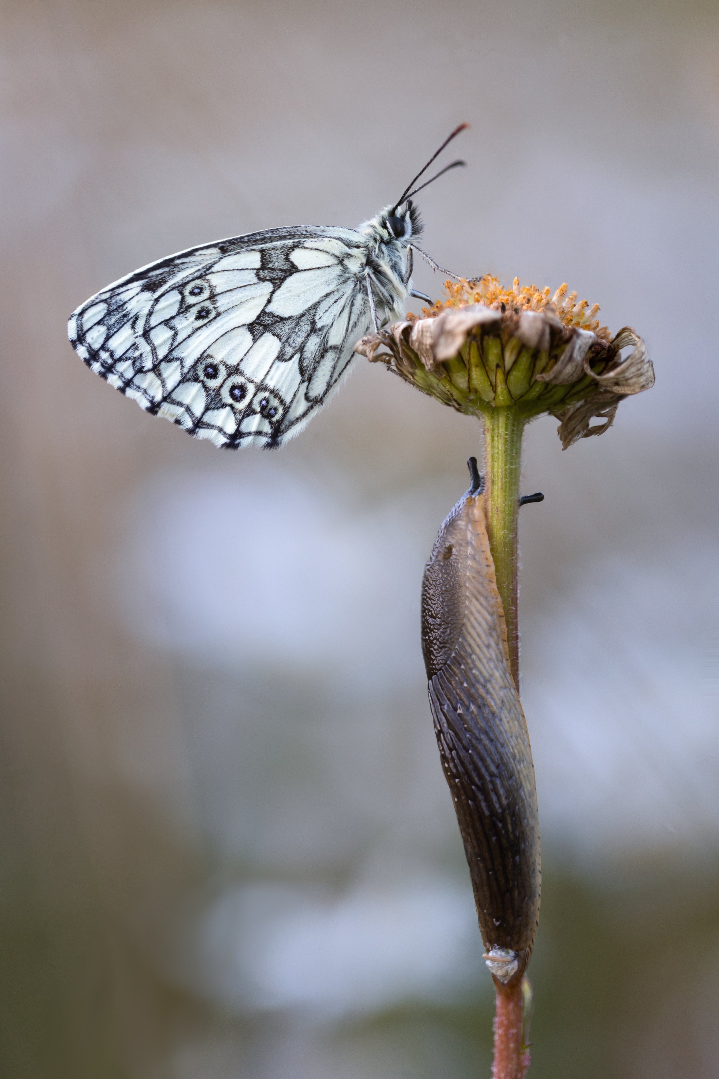 Marbled White butterfly settling to roost on an Ox-Eye Daisy with a slug crawling up the stem