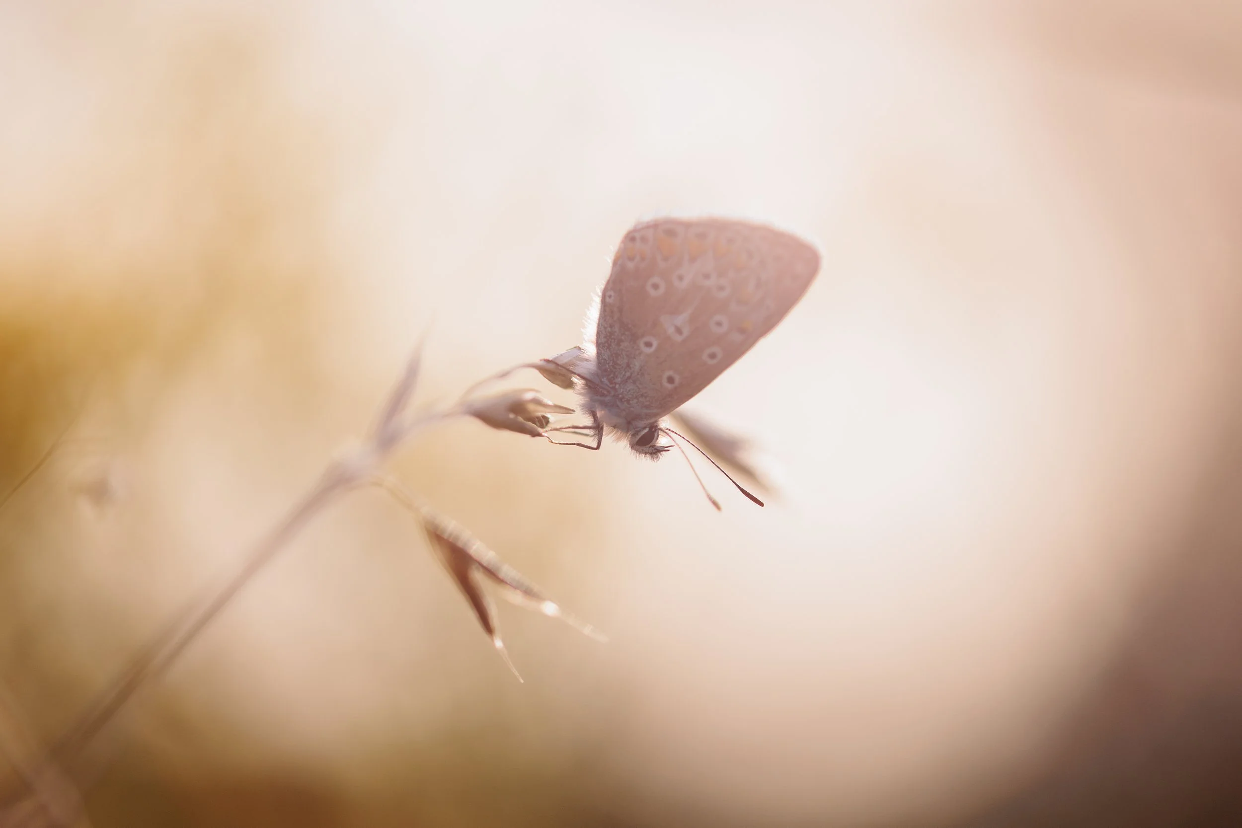 A close-up of a Common Blue butterfly resting on a stem of grass backlit by glowing evening sun with soft light and blurred background.