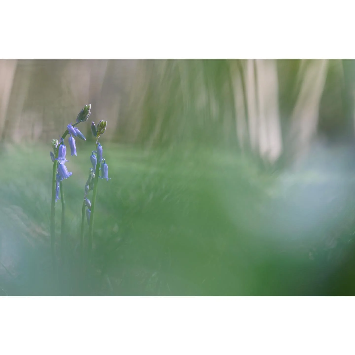 Intrepid

The first few glimpses of blue are emerging from a sea of green shoots. Genuinely one of my favourite times of year I think, as the bluebells bloom.

#bluebells #closeupphotography #woodland #naturelovers