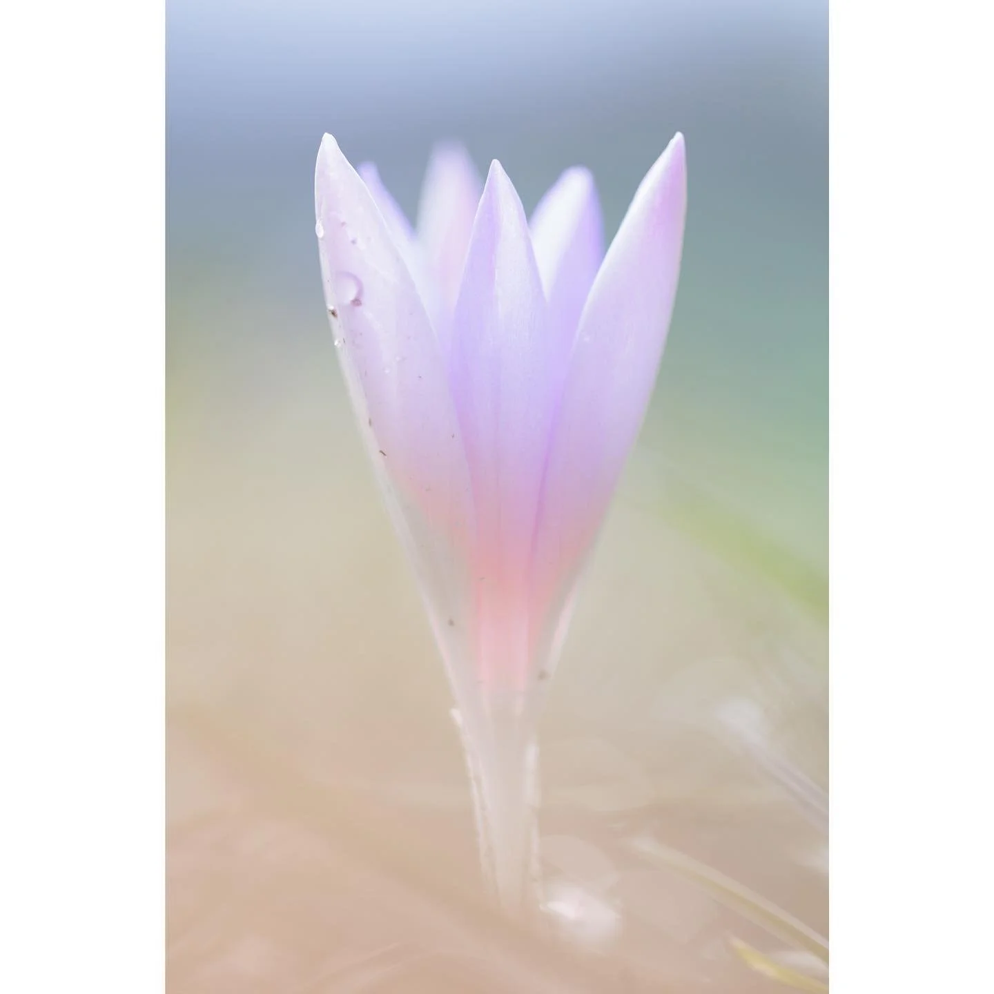 The crocuses are almost all faded now, here&rsquo;s one from back in February, reaching up into some weak early morning sunlight after a night of rain. 

#flowersofinstagram #naturelovers #crocus