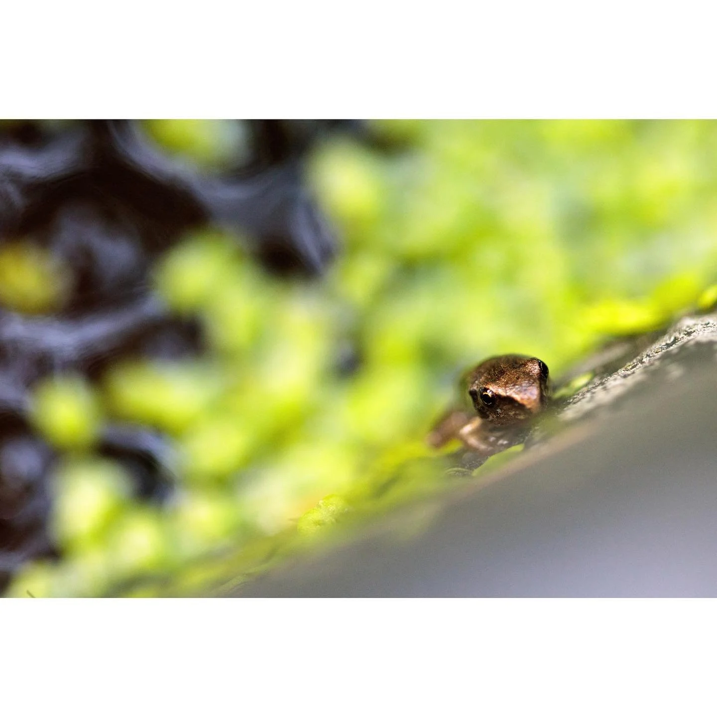 It&rsquo;s world frog day! And to celebrate here is one of the tiniest and sweetest little froglets I ever did meet. Four fabulous frog facts for you:
1. Frogs drink through a thin patch on their belly or their legs. 
2. The word frog comes from the 