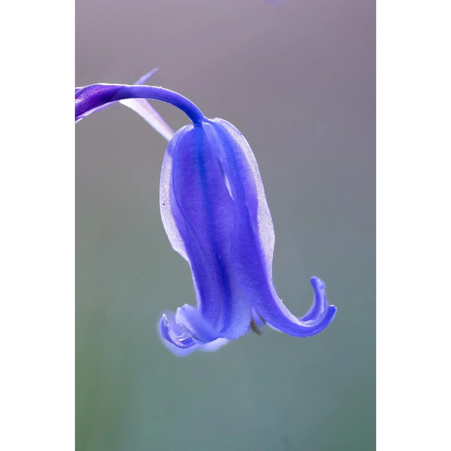 SPRING!!!! HELLO SPRING!!! 

#spring #springequinox #bluebell