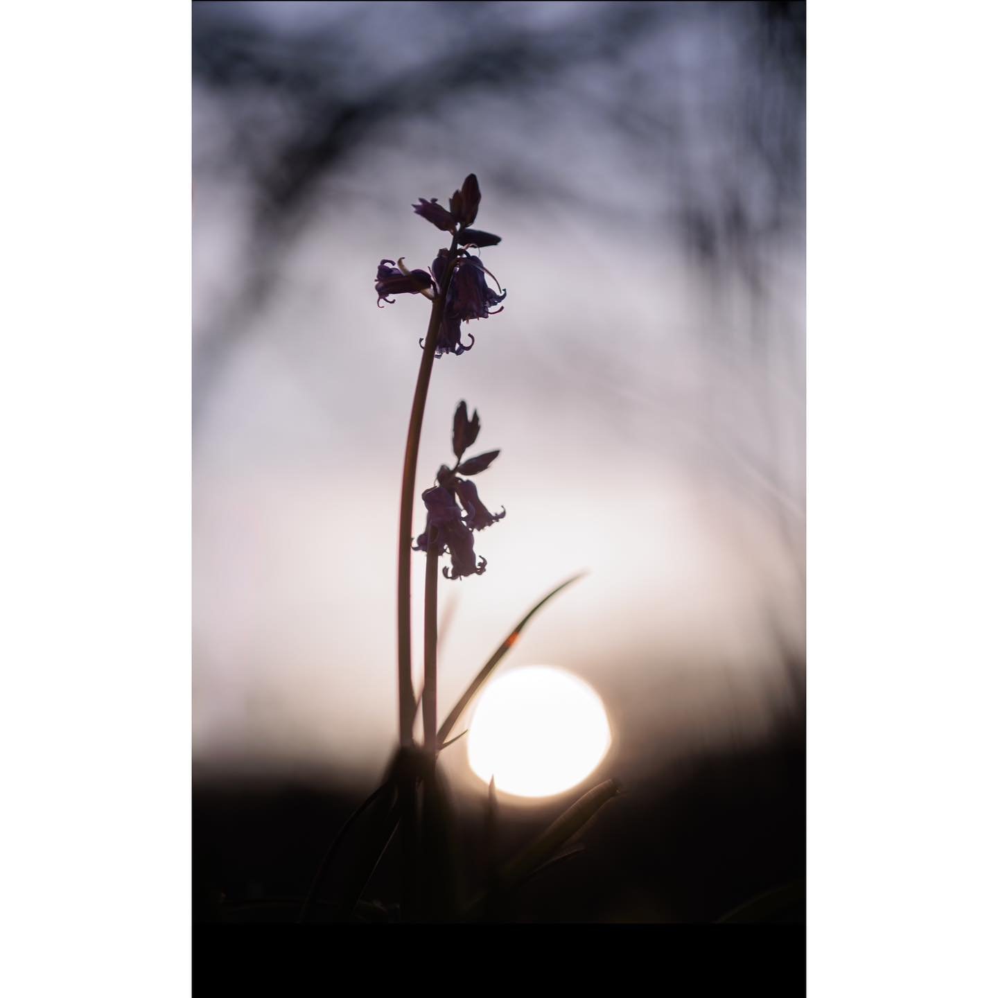 I&rsquo;ve been messing around trying to capture the first bluebells, challenging myself to be more creative with my images (rather than just a single bluebell on the forest floor) and trying to make images which give more of the sense of them just e
