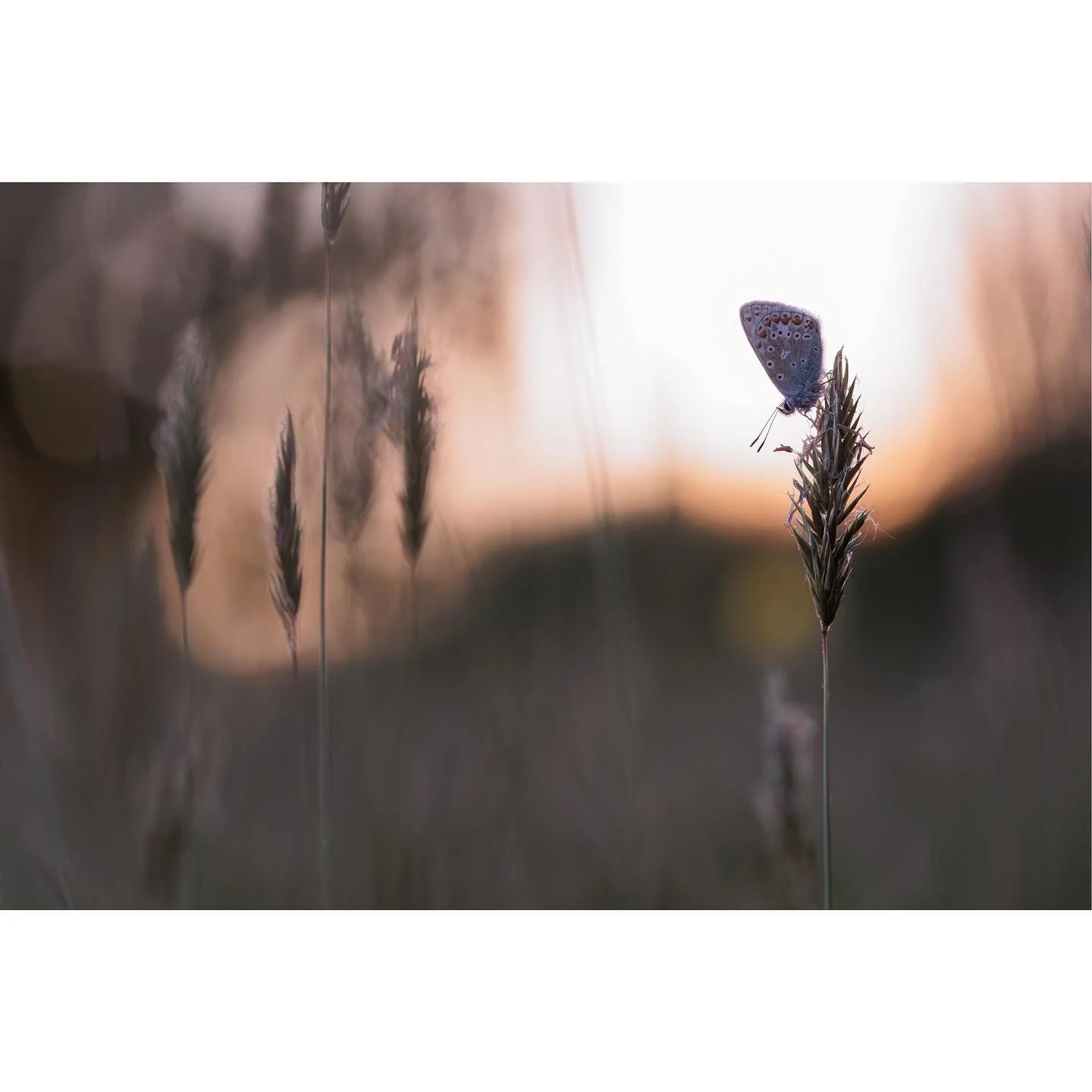Since Winter has returned I thought I&rsquo;d offer a little window into what will be coming, to serve as hope and reassurance for you all.

You&rsquo;re welcome.

#naturelovers #sunset #butterfly