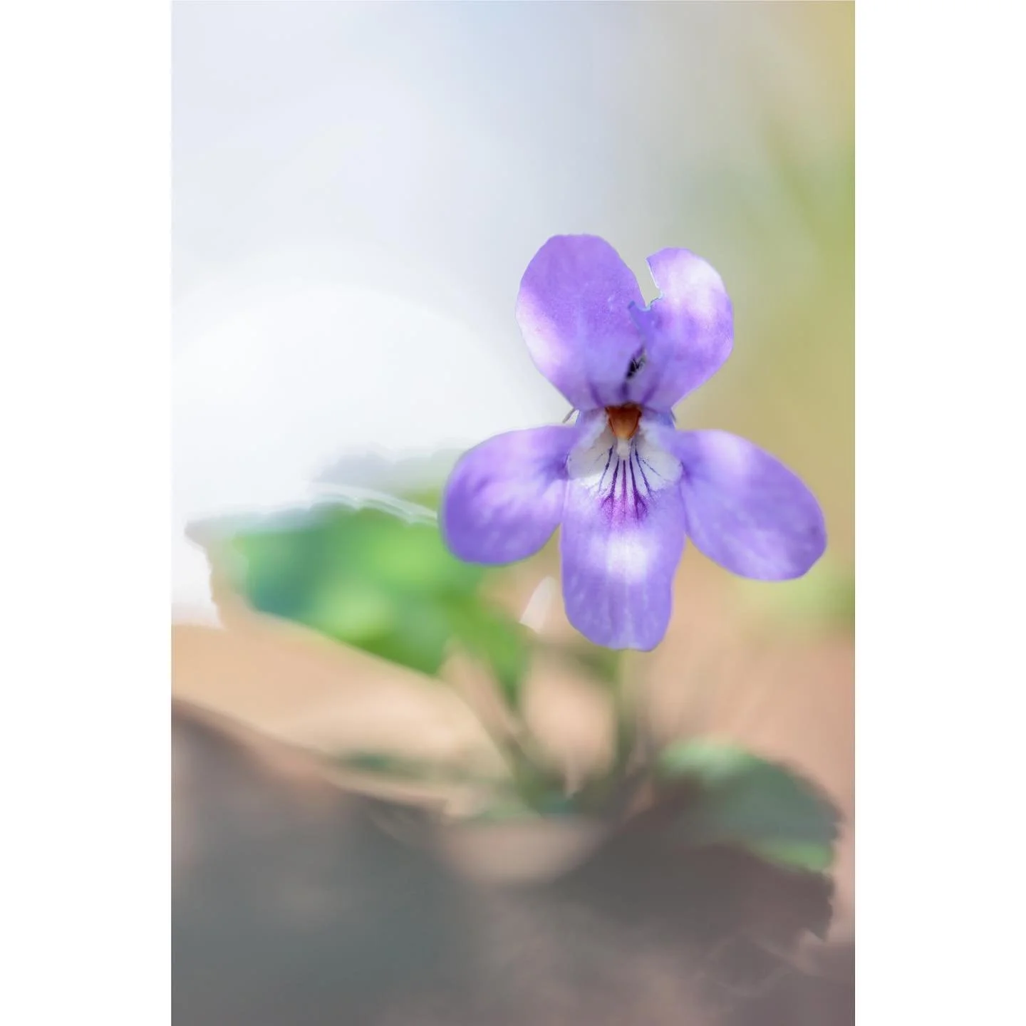 So I think this image might be the start of a new project. This little violet was in some woodland, and behind it was an inside-out crisp packet. I took advantage of shiny surface to create this image (and of course picked the crisp packet up and too