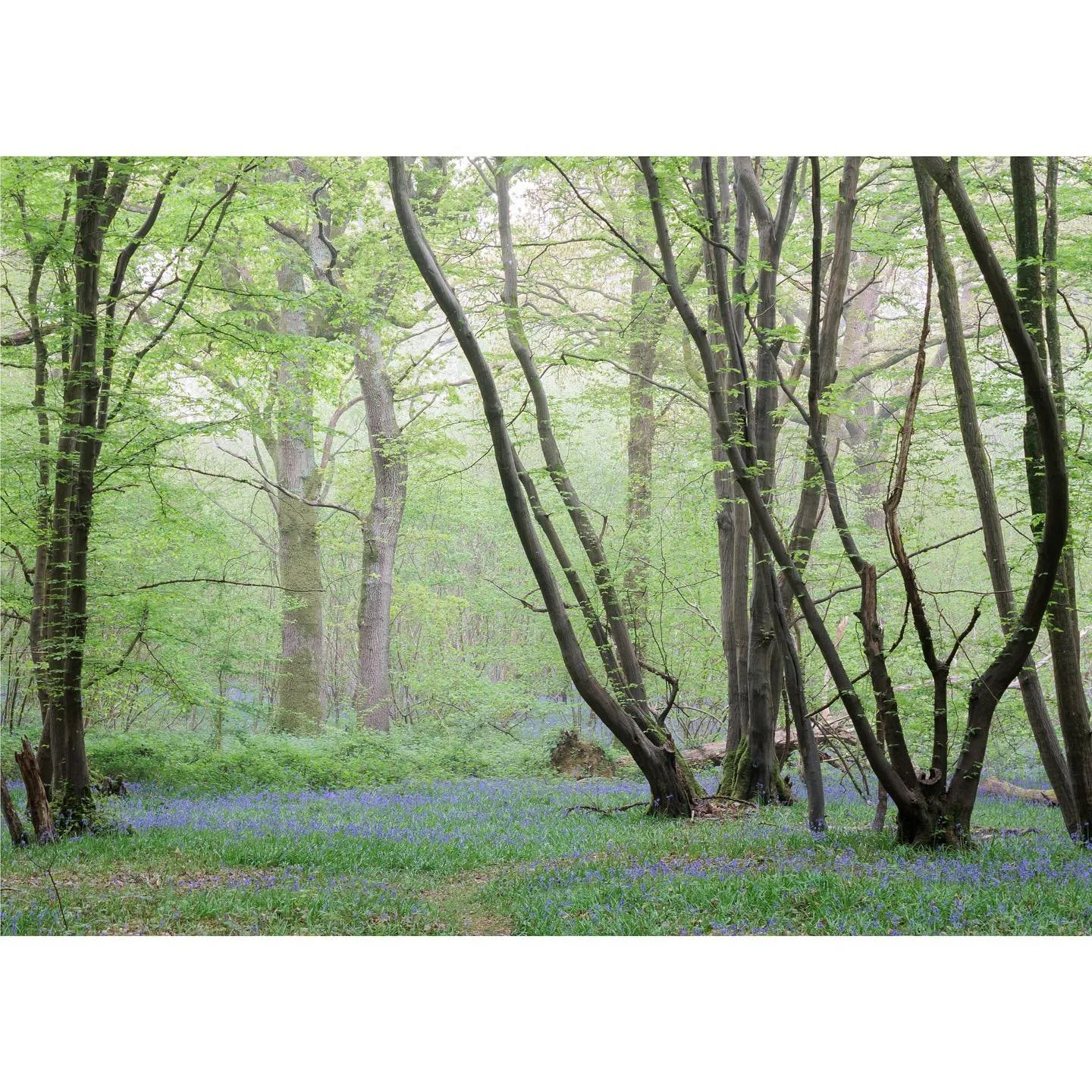 The lovers

I imagine the two trees in the background are two lovers, caught up in their own world, with the trees in the foreground all watching, gossiping and judging. Or it&rsquo;s also an image of some misty bluebell woods. 

#bluebells #woodland